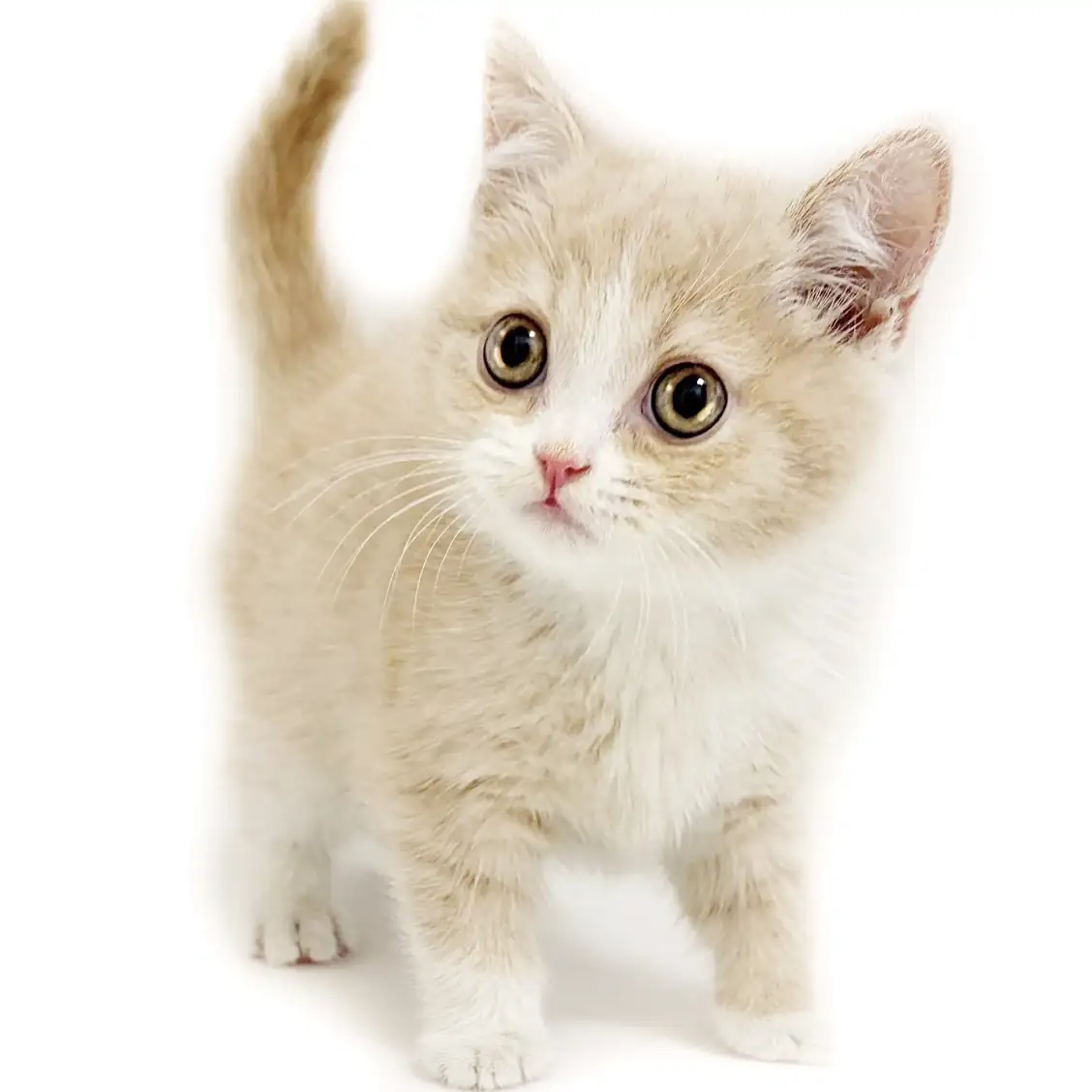 ブリティッシュショートヘア