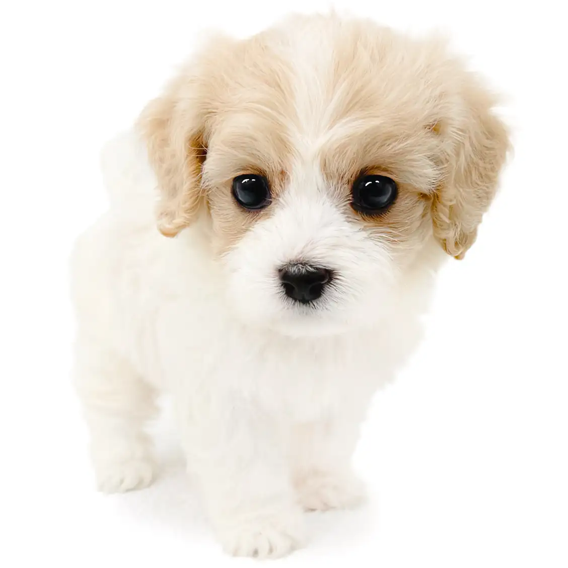 MIX（キャバリアキングチャールズスパニエル×ビションフリーゼ）