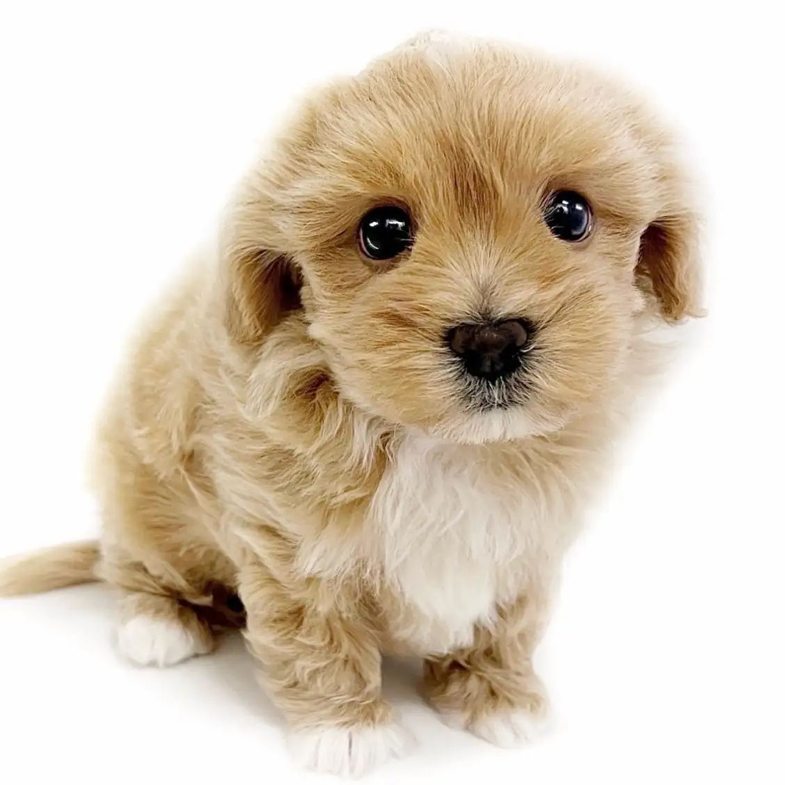 MIX（マルチーズ×トイプードル）