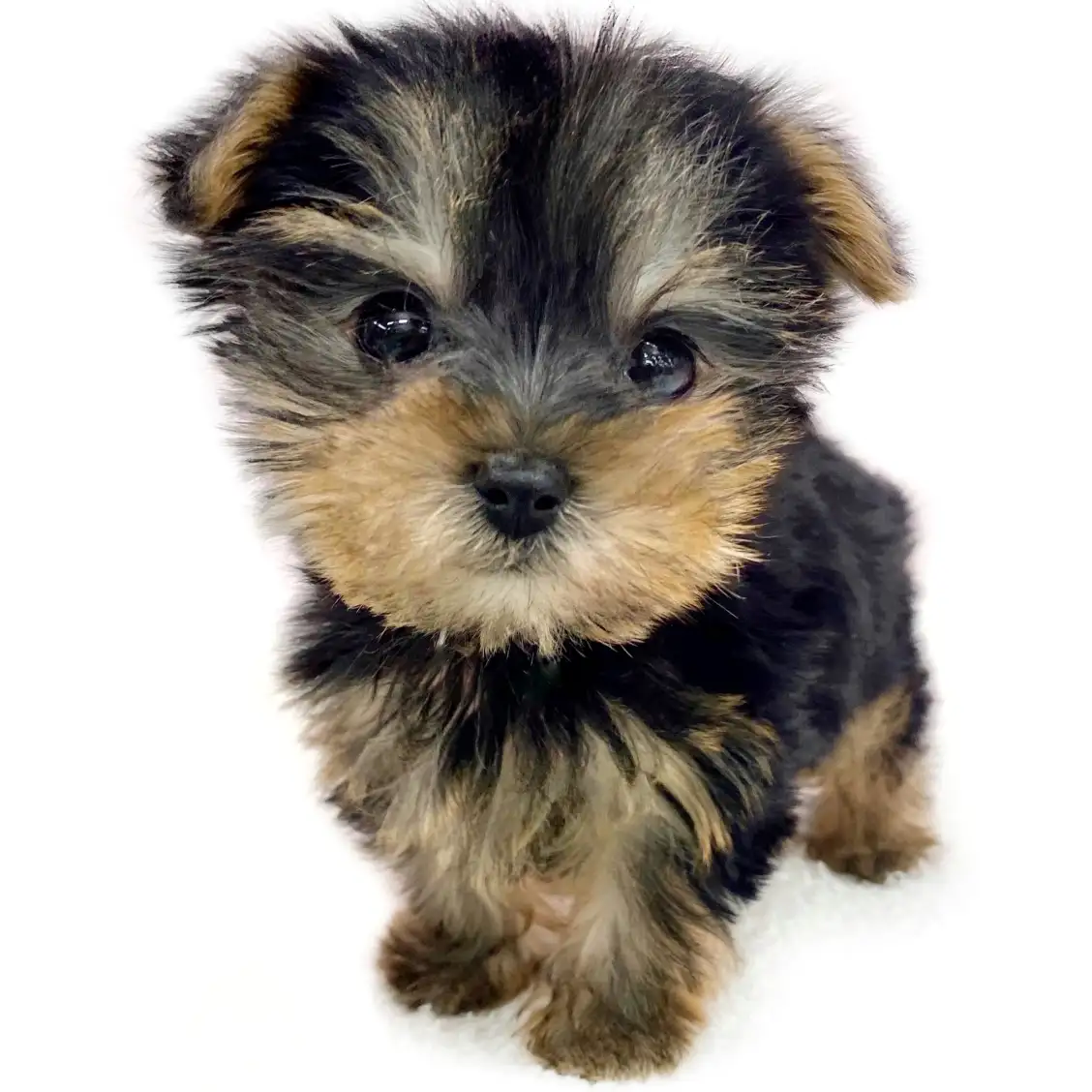 ヨークシャーテリア