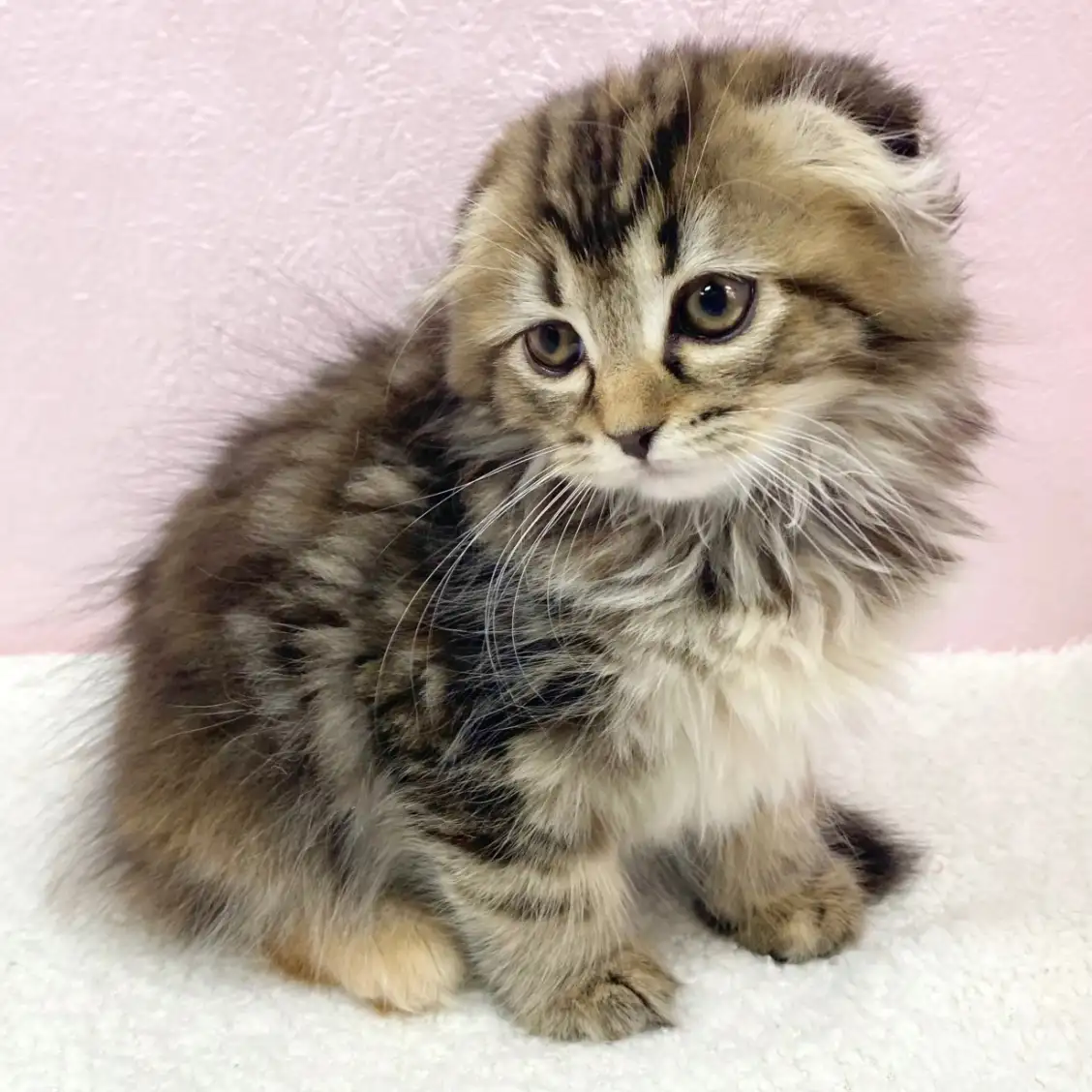 スコティッシュフォールド