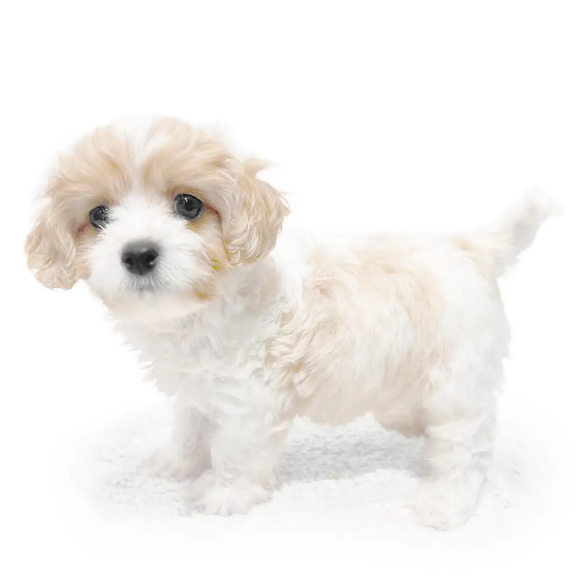 MIX（キャバリアキングチャールズスパニエル×ビションフリーゼ）