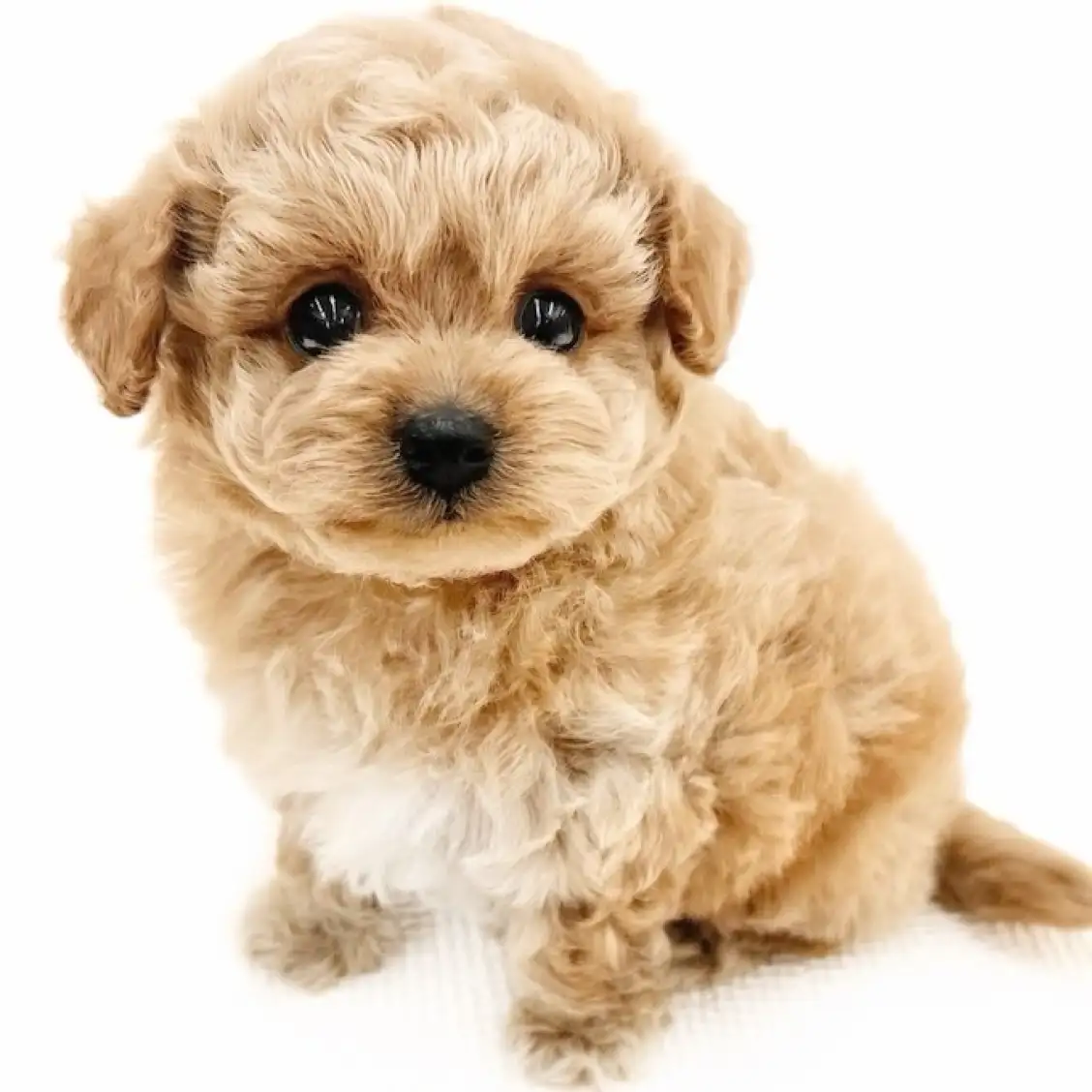 MIX（チワワ×トイプードル）