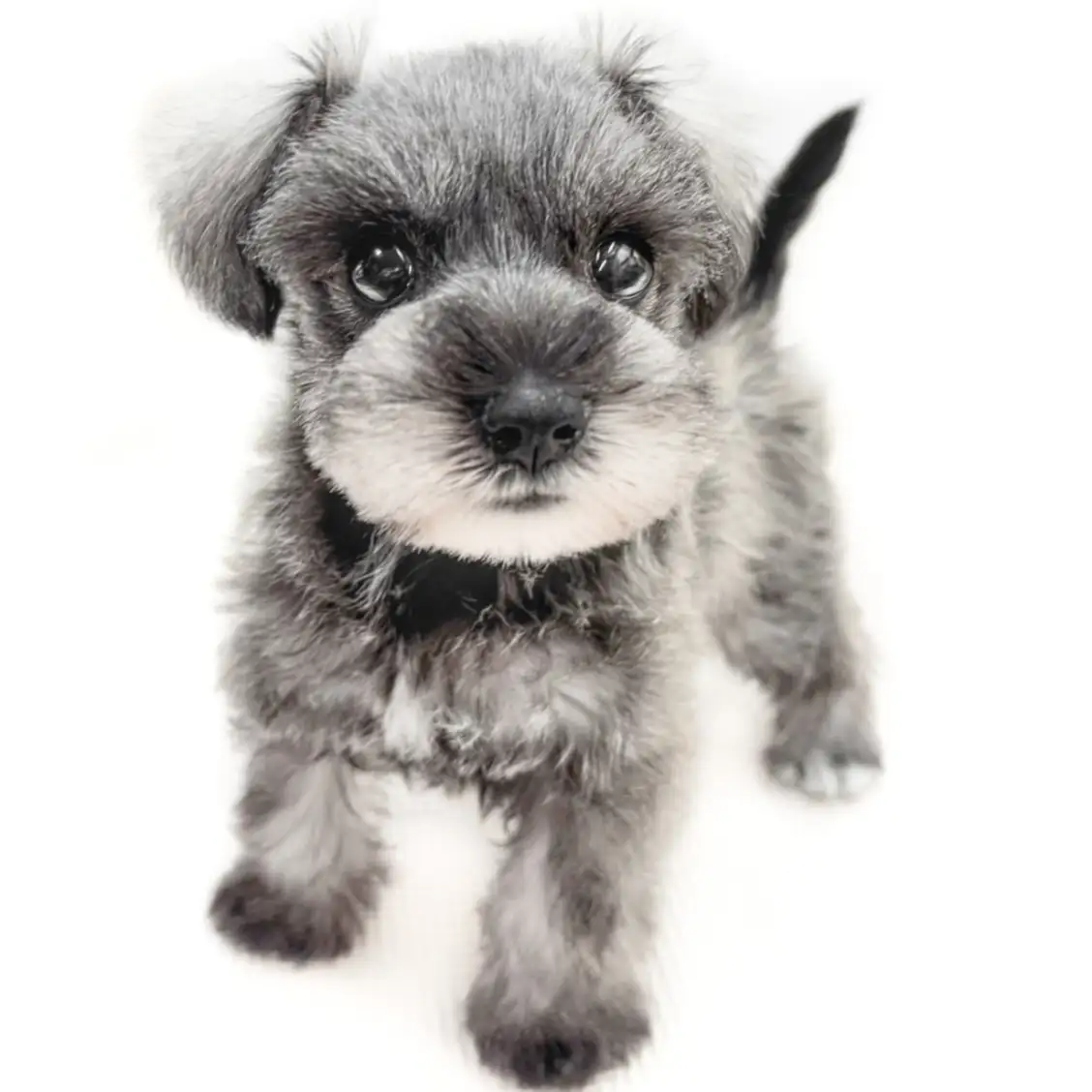 ミニチュア・シュナウザー