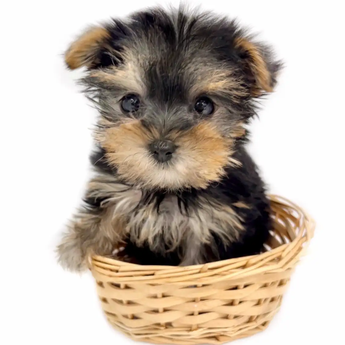 ヨークシャーテリア