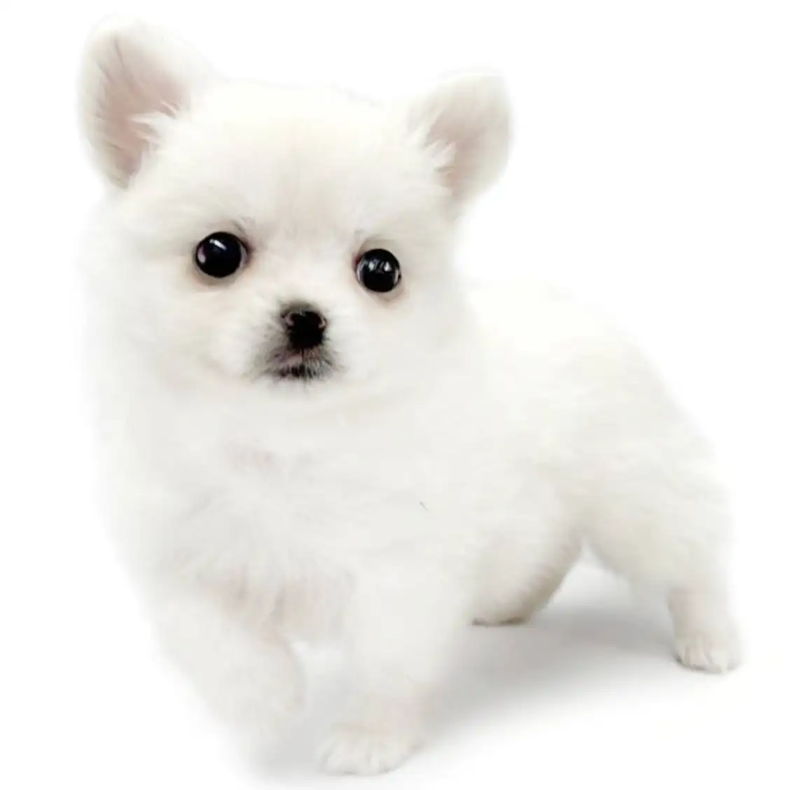 MIX（ポメラニアン×チワワ）