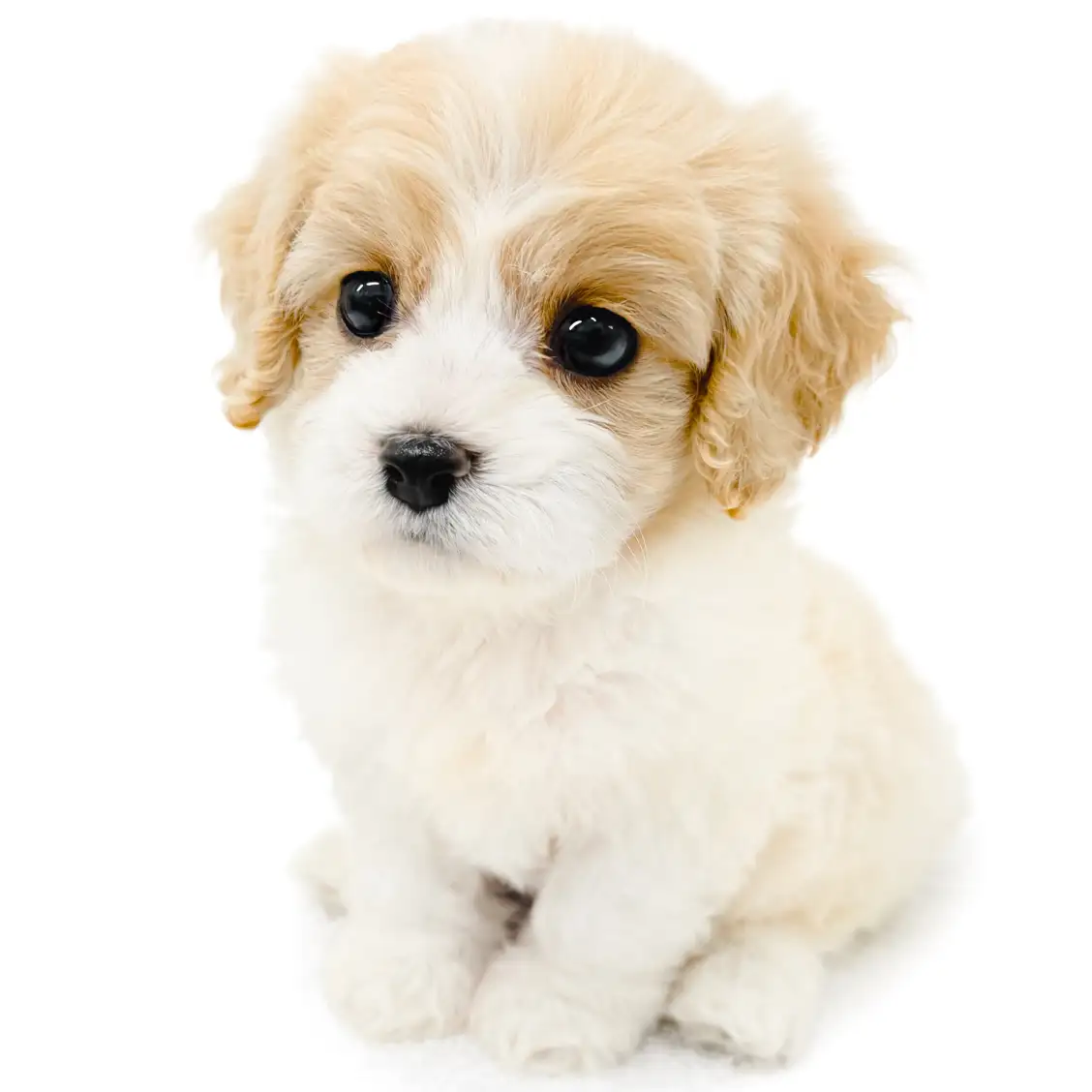 MIX（キャバリアキングチャールズスパニエル×ビションフリーゼ）