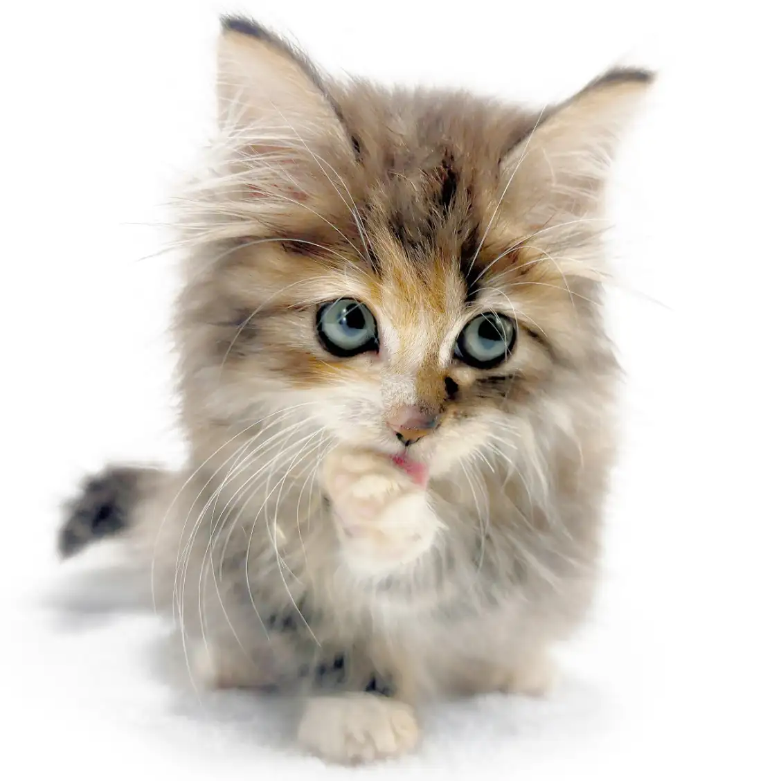 ノルウェージャンフォレストキャット