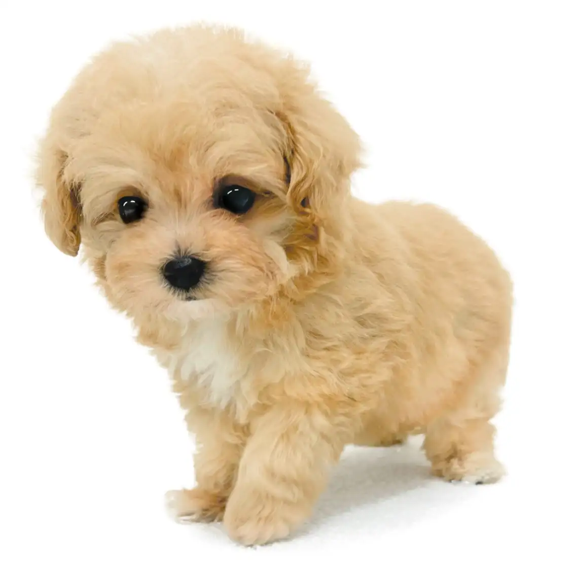 MIX(トイプードル×マルチーズ)