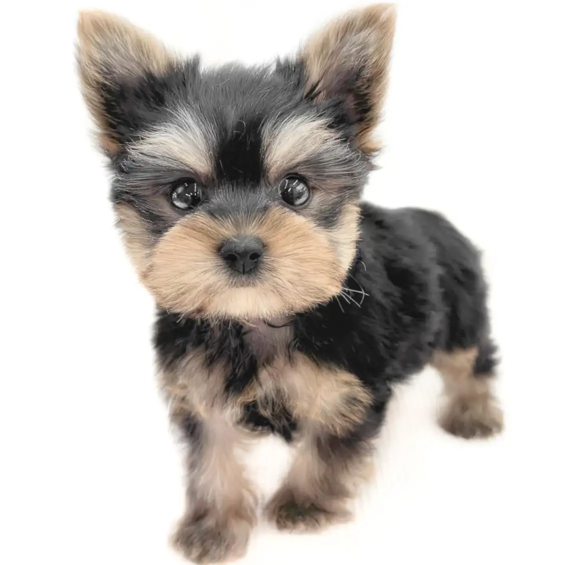 ヨークシャーテリア