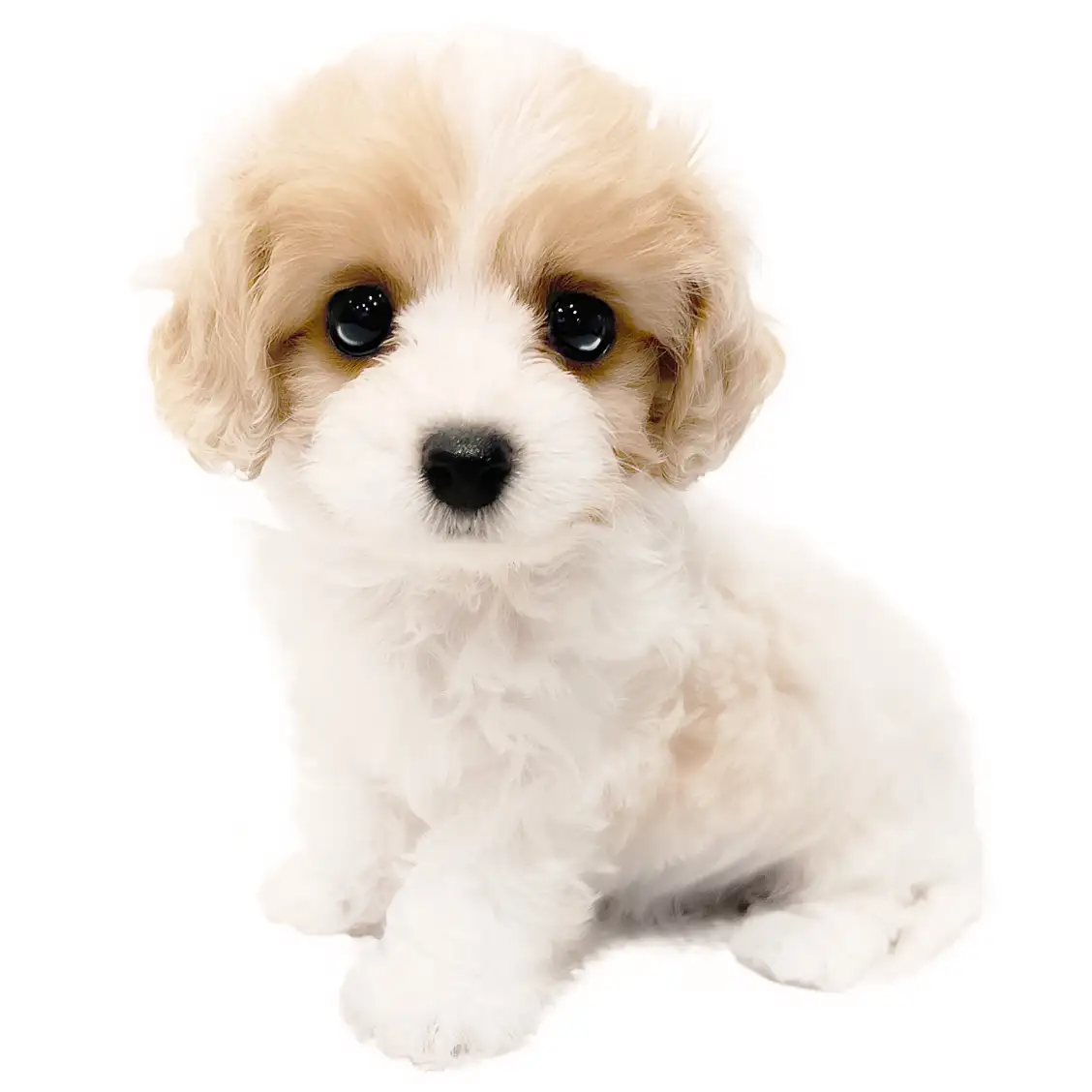 MIX（キャバリアキングチャールズスパニエル×ビションフリーゼ）