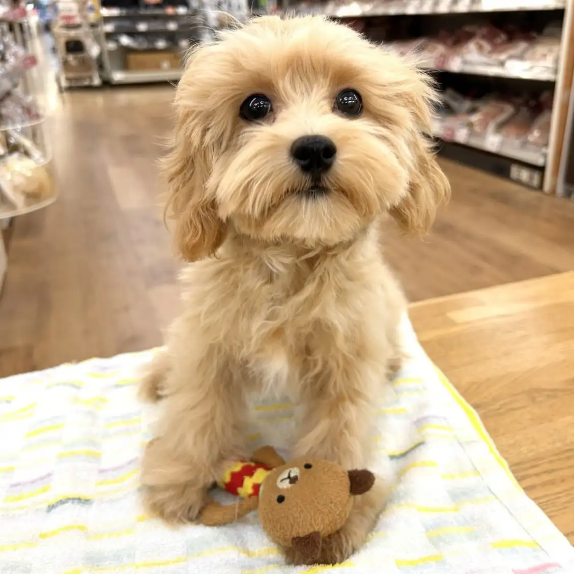 MIX（トイプードル×マルチーズ）