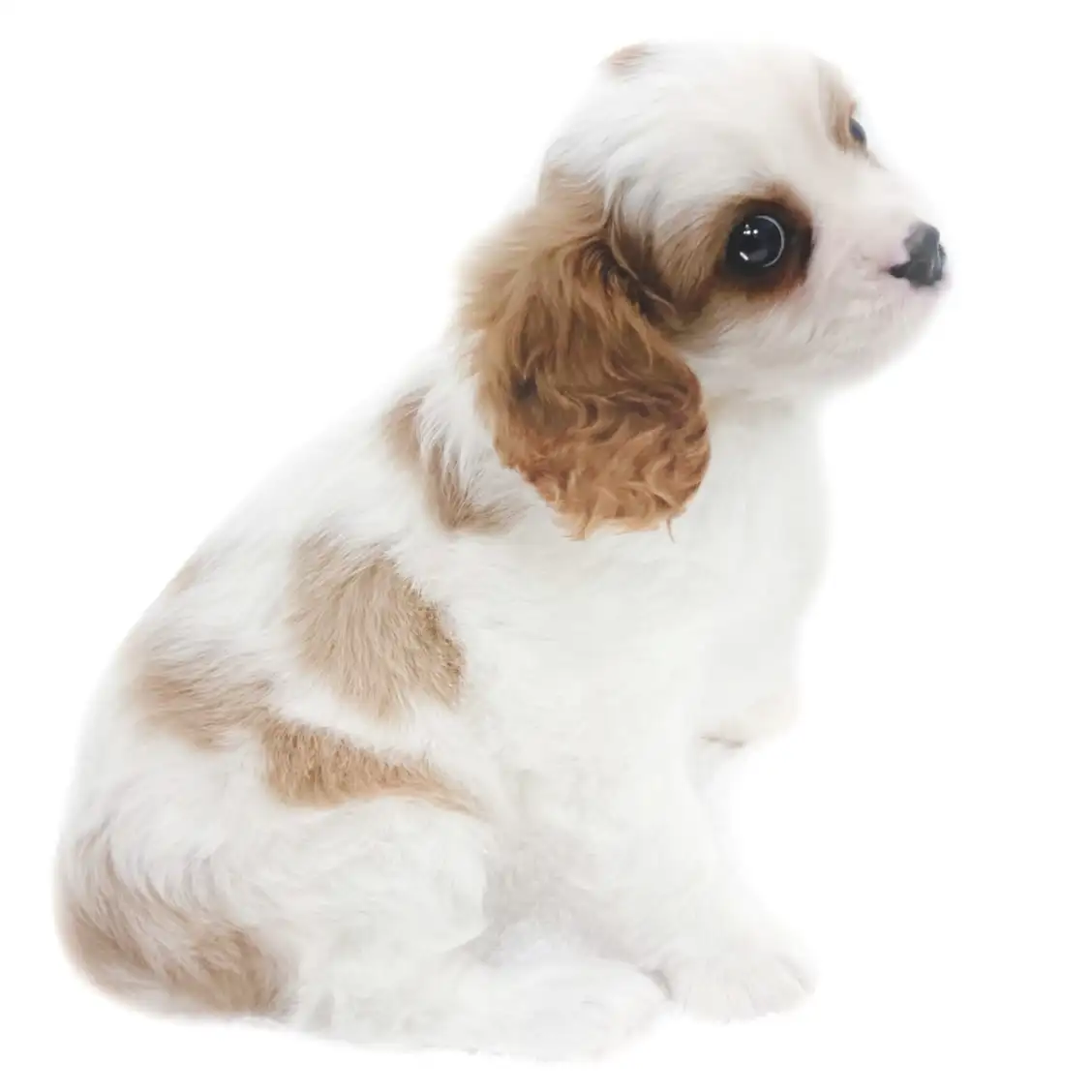 キャバリア・キングチャールズ・スパニエル