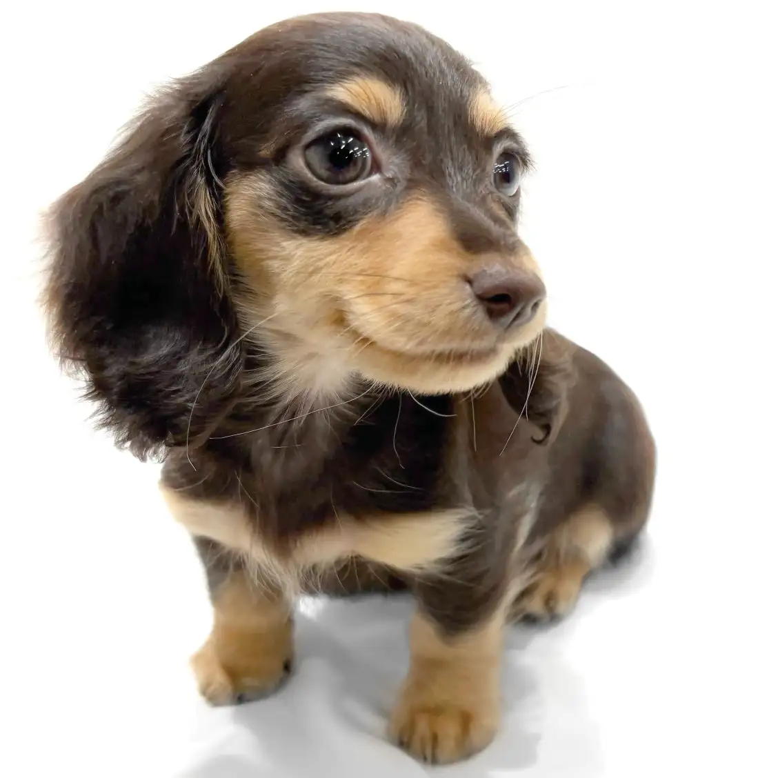 ミニチュア・ダックスフント