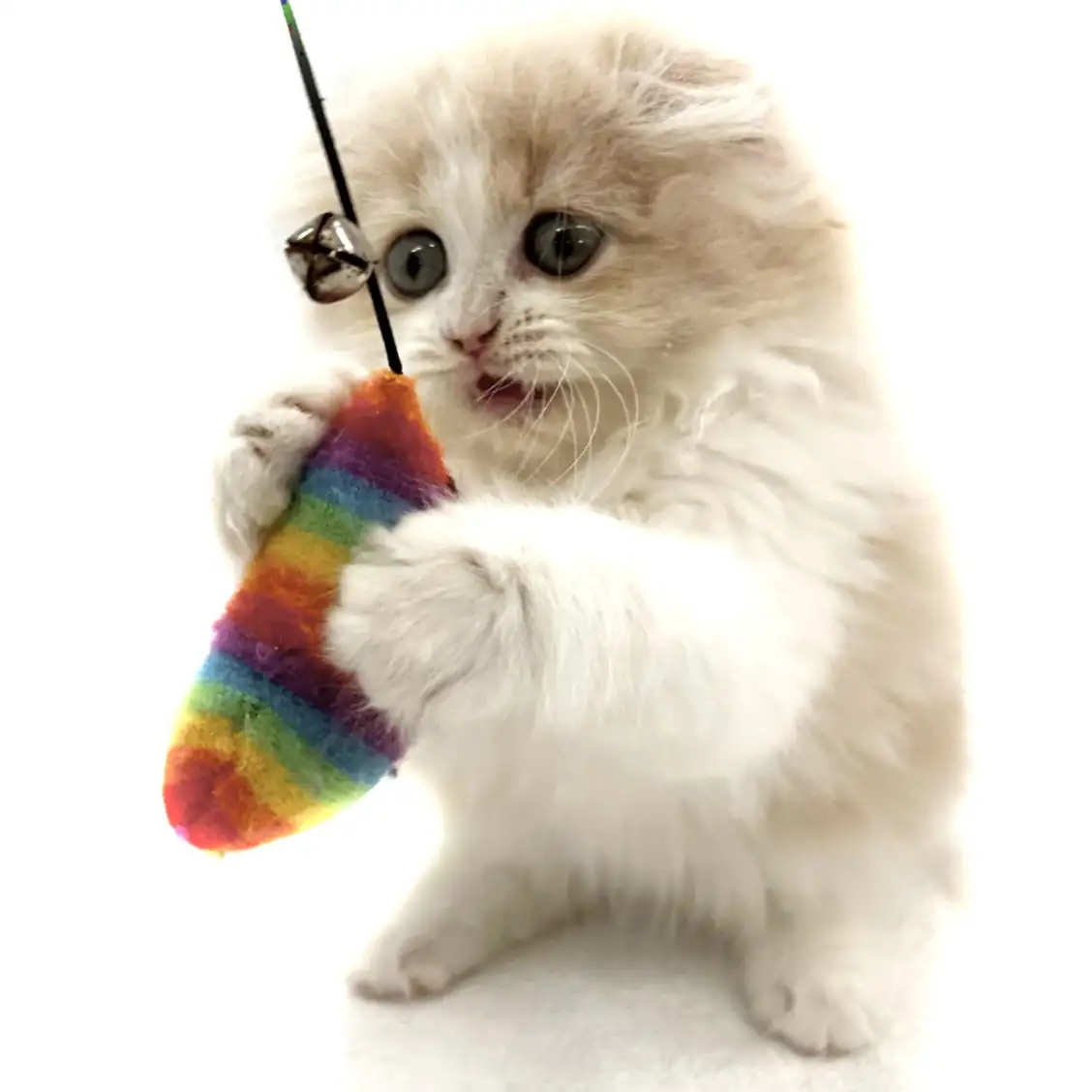 スコティッシュフォールド