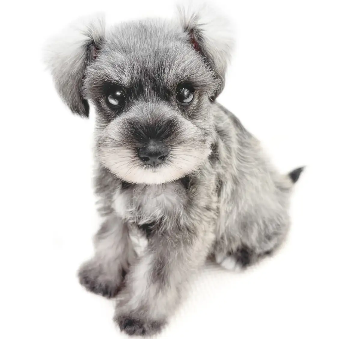 ミニチュア・シュナウザー