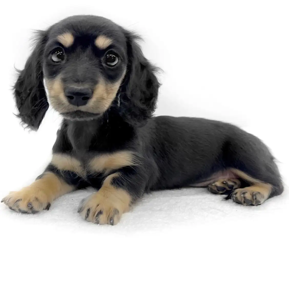 ミニチュア・ダックスフント