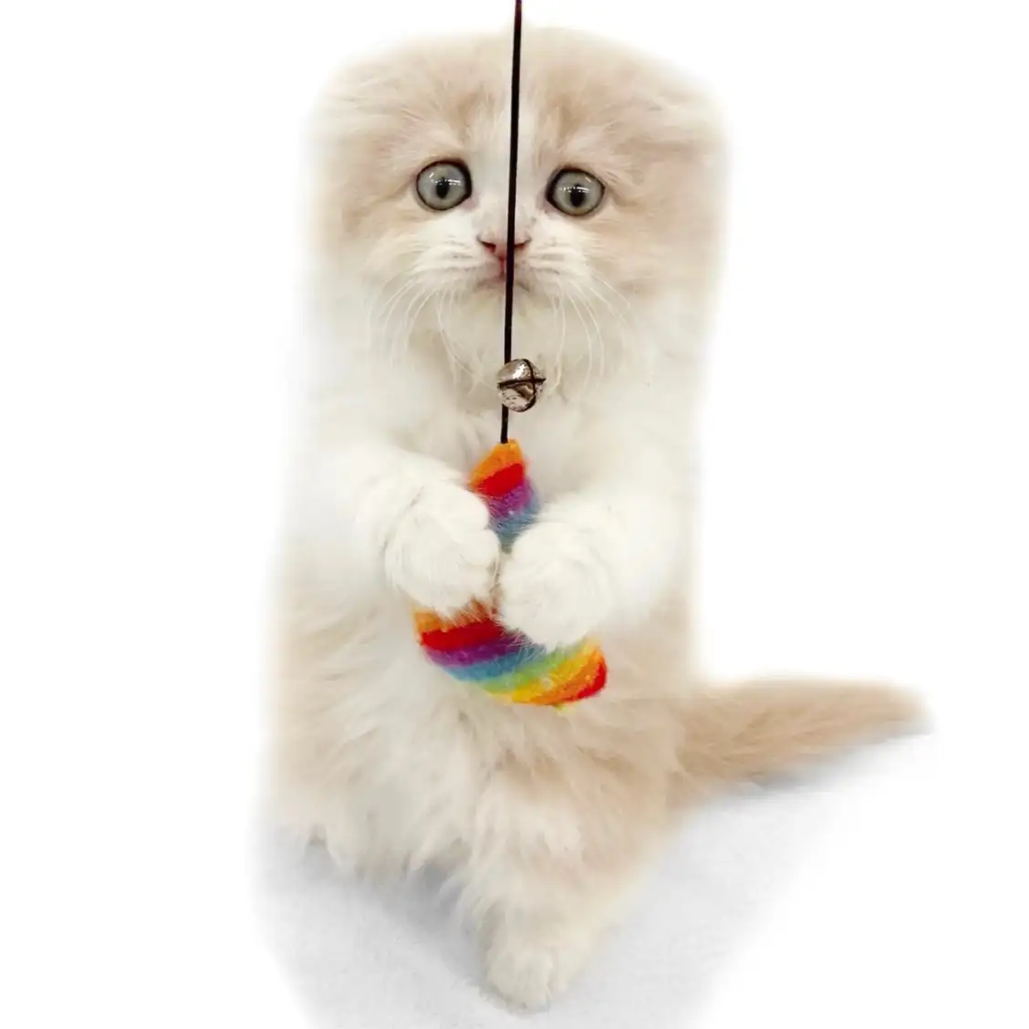 スコティッシュフォールド