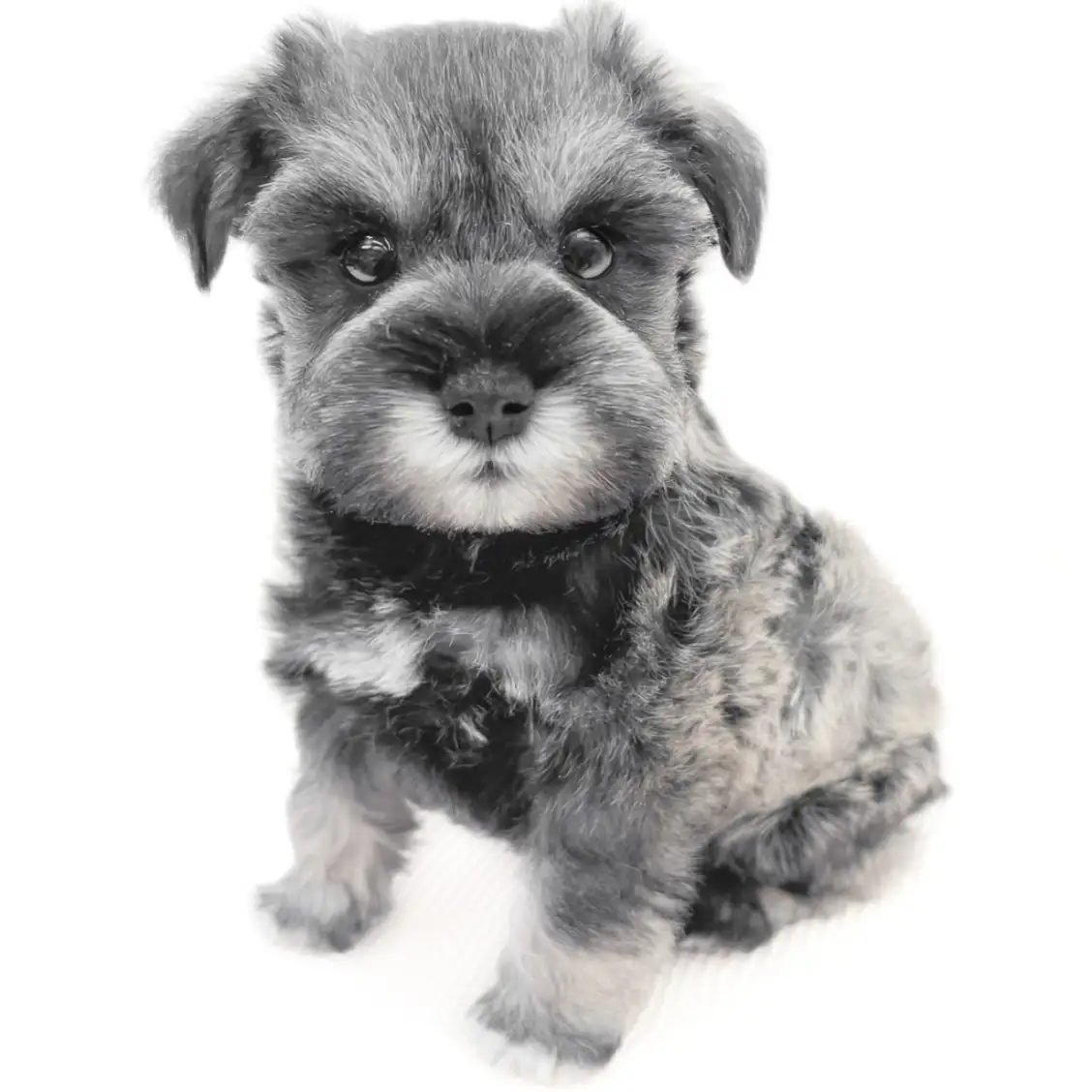 ミニチュア・シュナウザー