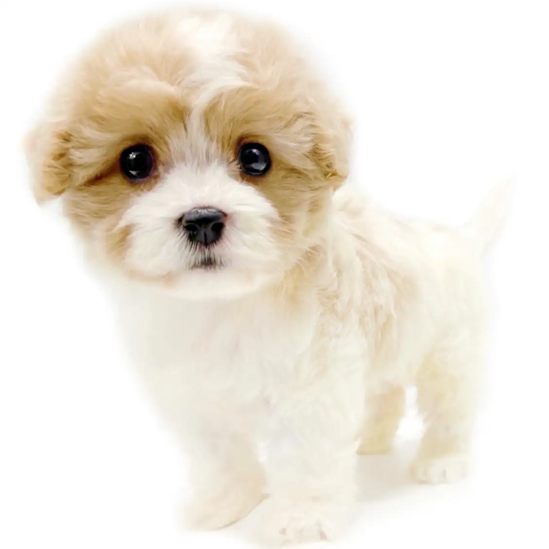 MIX(キャバリアキングチャールズスパニエル×ビションフリーゼ)