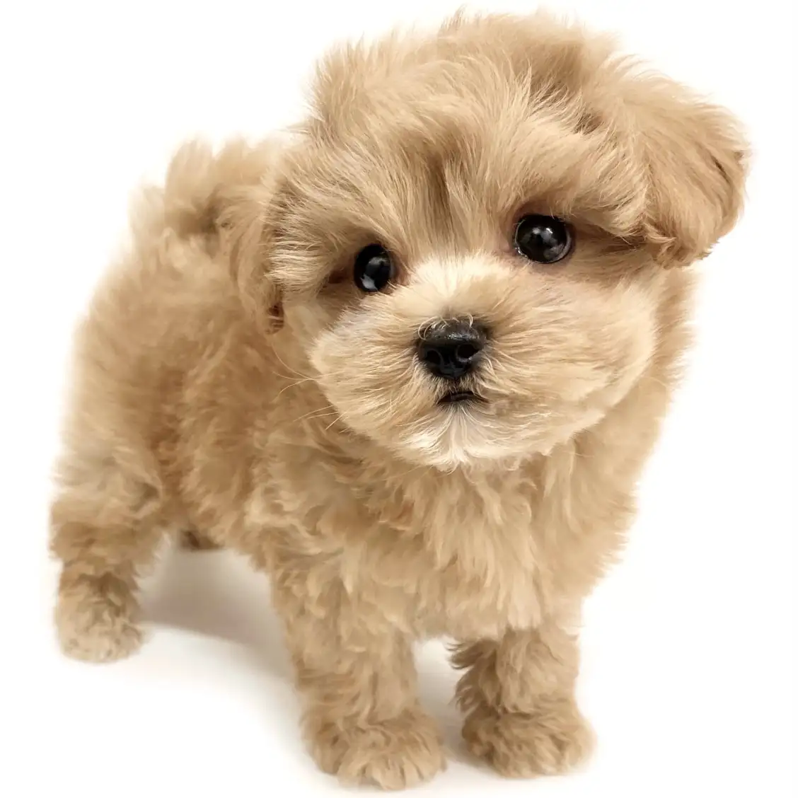 MIX（マルチーズ×トイプードル）