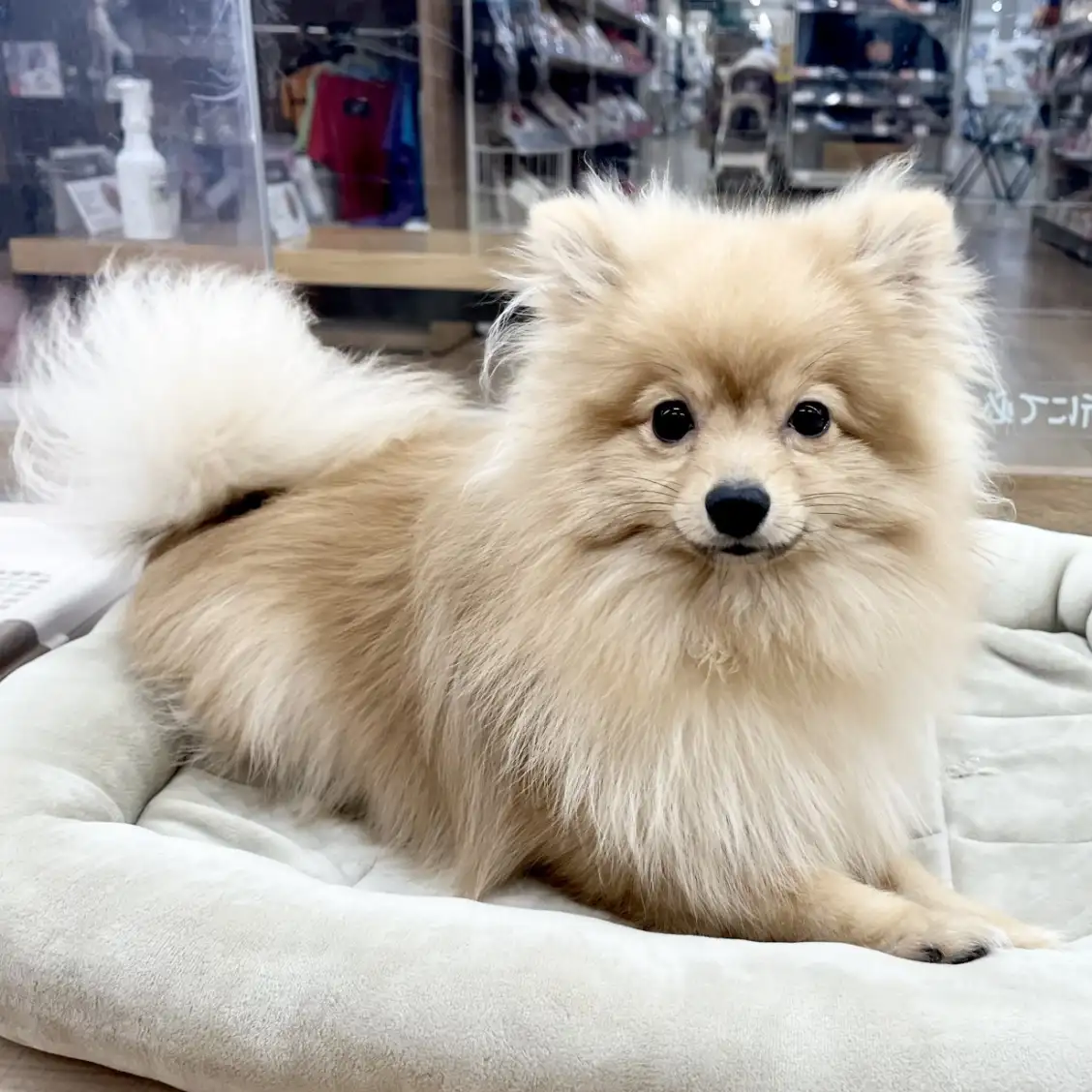 ポメラニアン