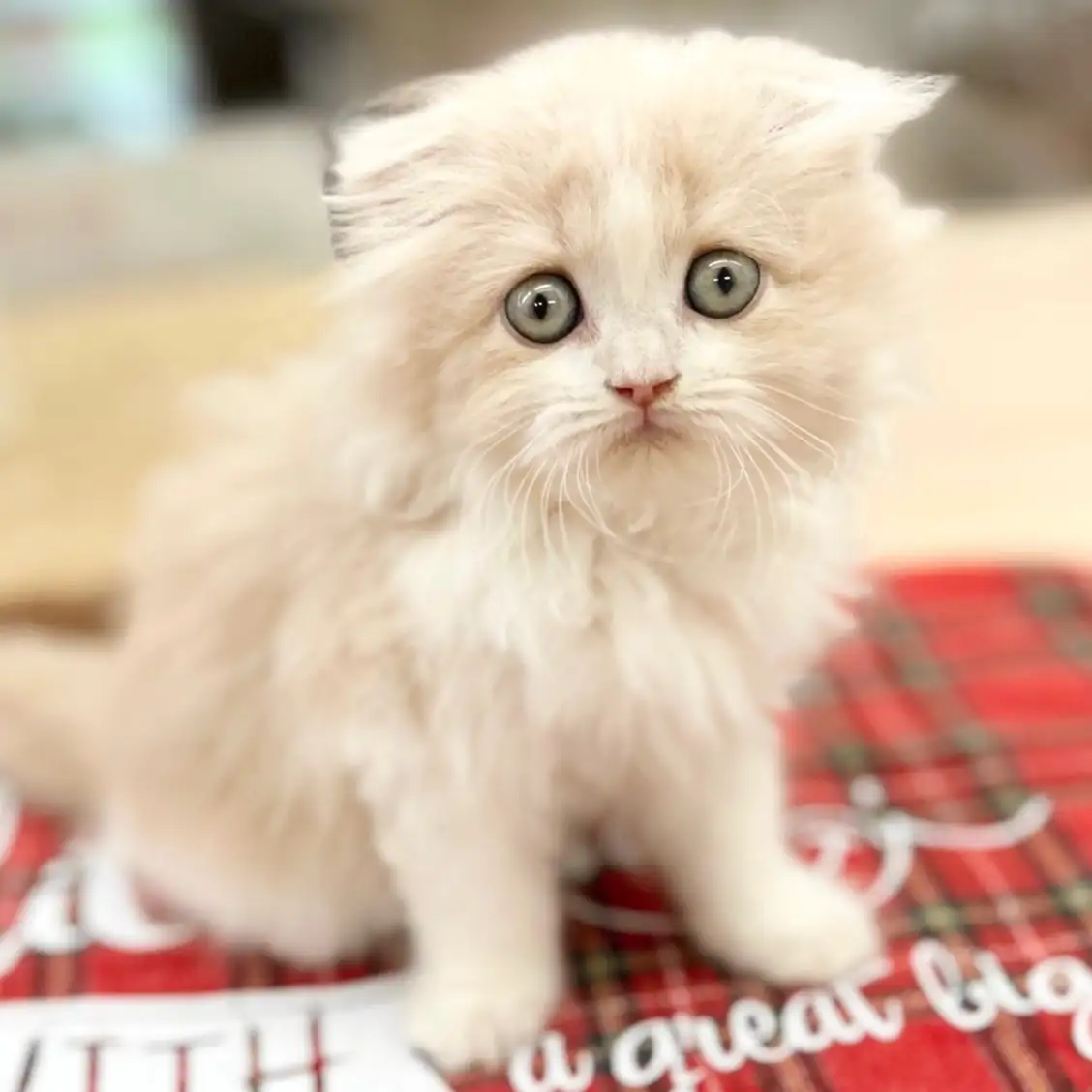 スコティッシュフォールド