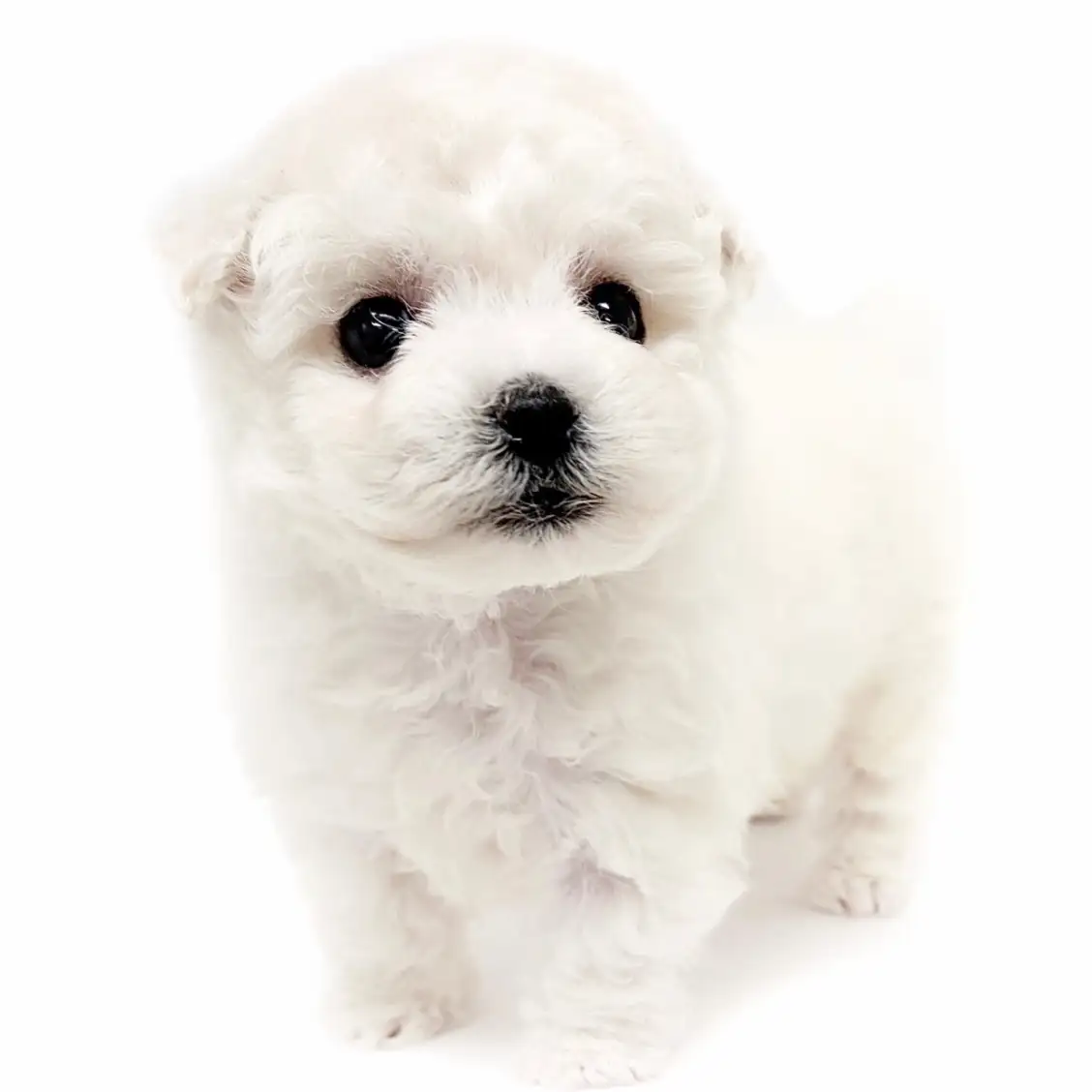 ビションフリーゼ