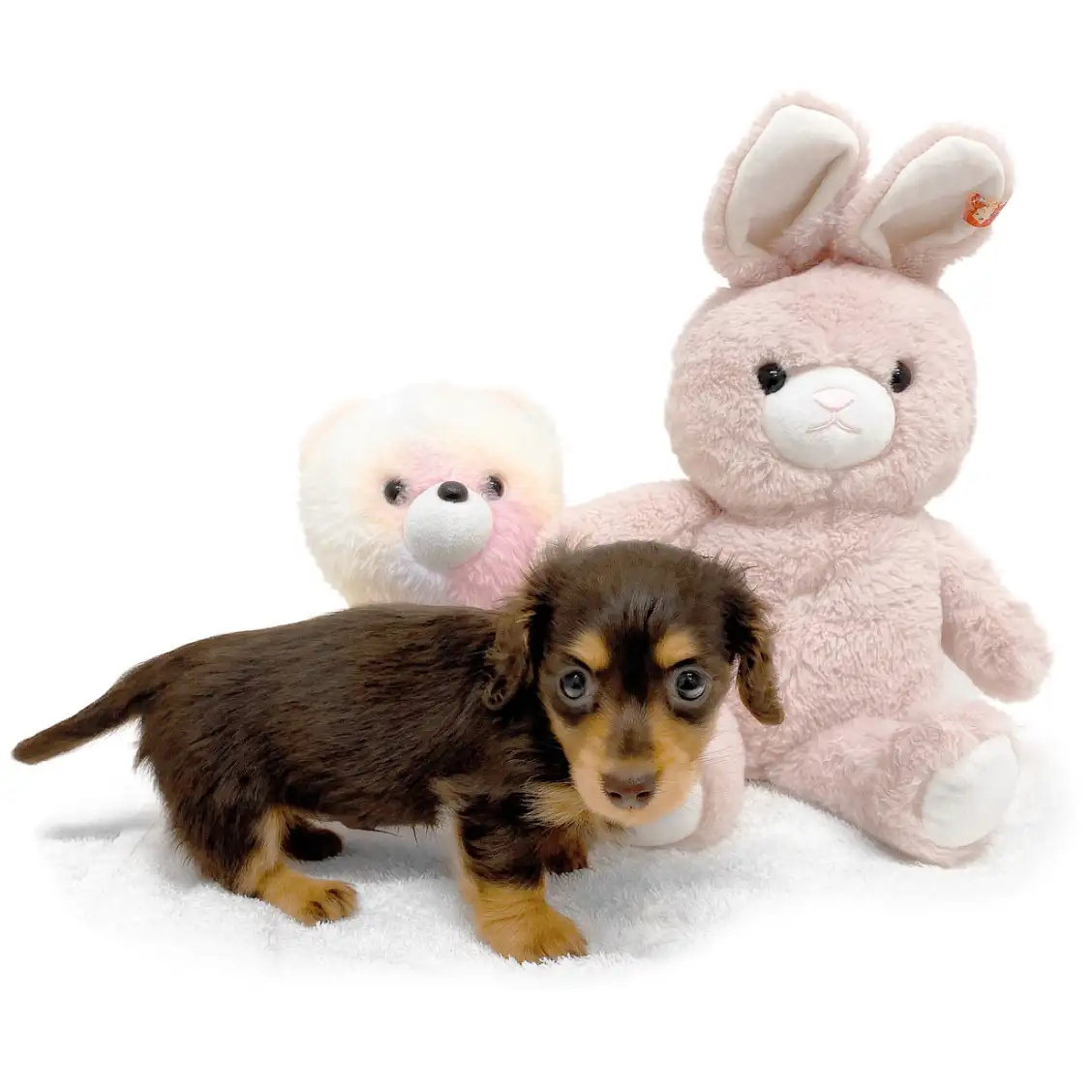 ミニチュア・ダックスフント