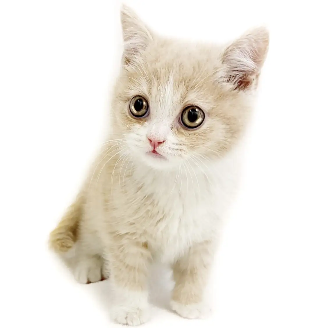 ブリティッシュショートヘア