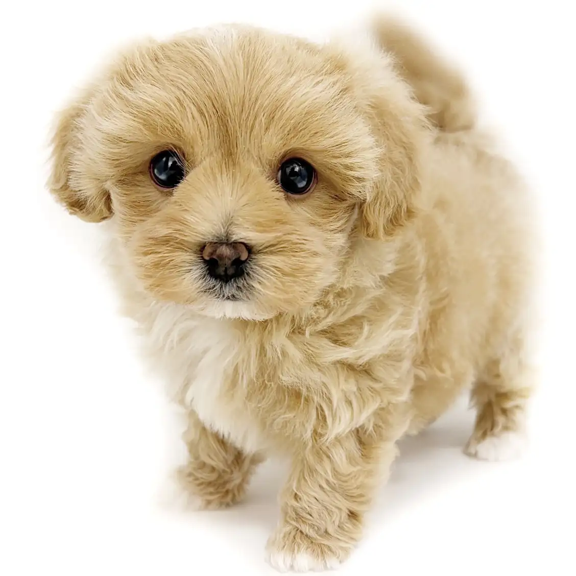 MIX(マルチーズ×トイプードル)