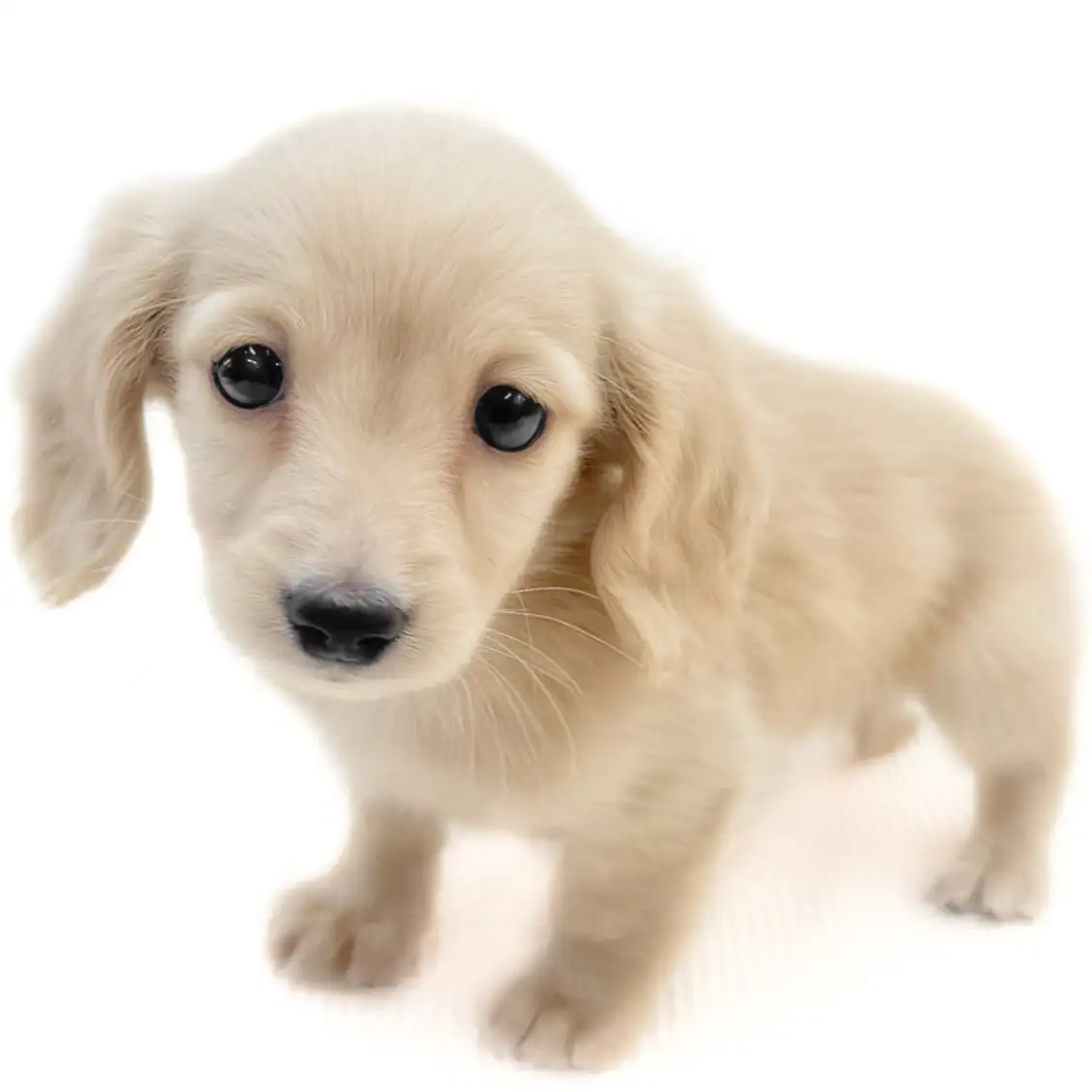 ミニチュア・ダックスフント