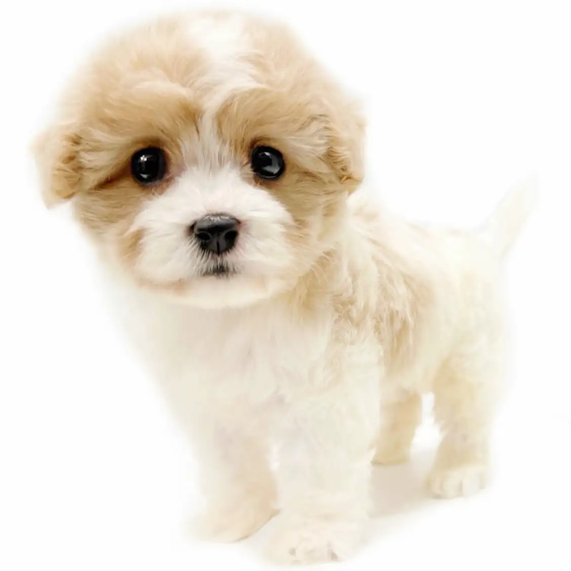 MIX（キャバリアキングチャールズスパニエル×ビションフリーゼ）