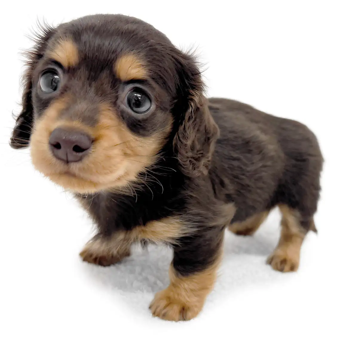 ミニチュア・ダックスフント