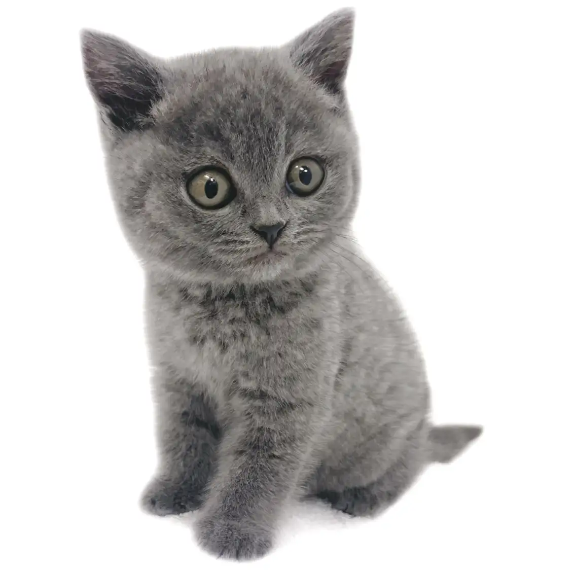 ブリティッシュショートヘア