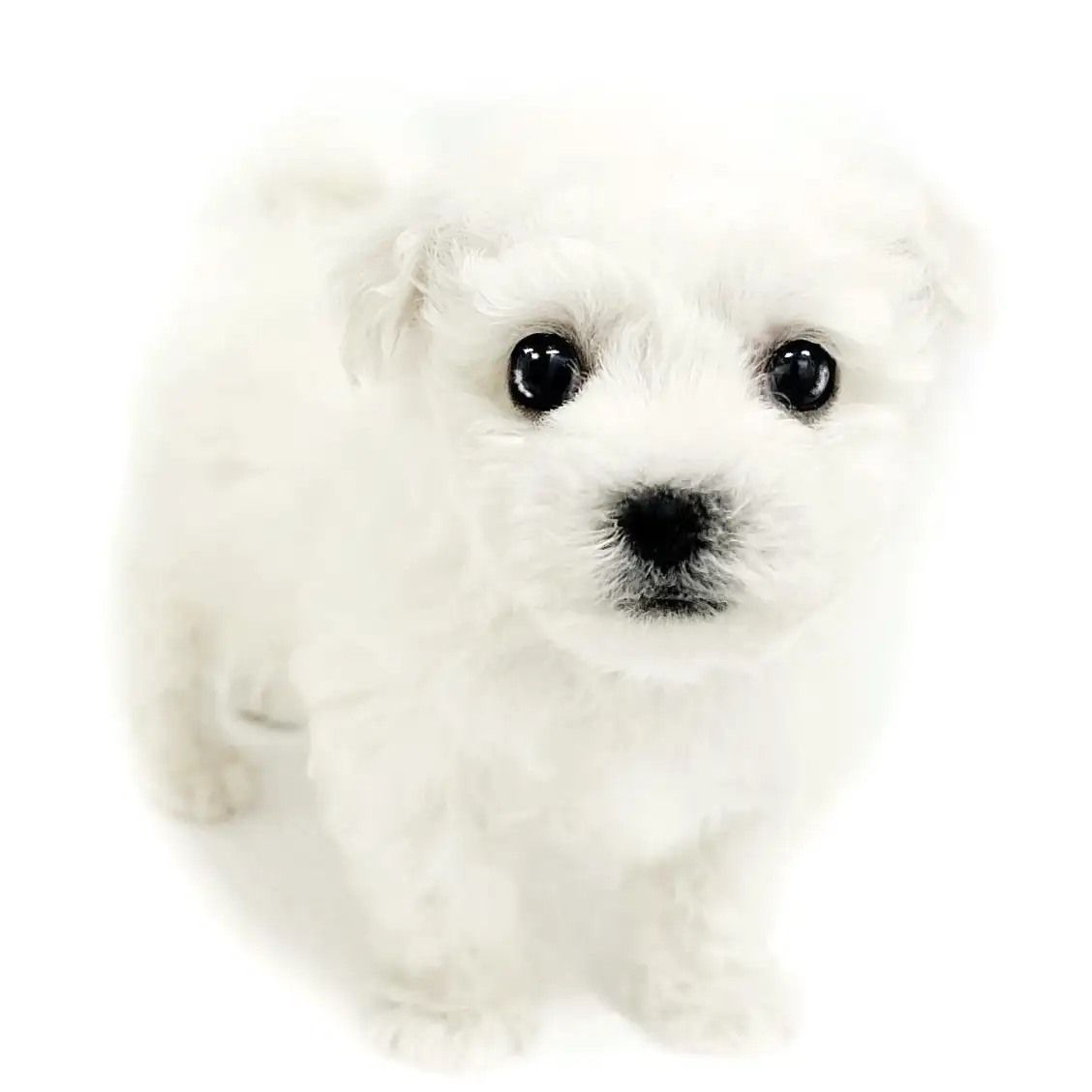 ビションフリーゼ