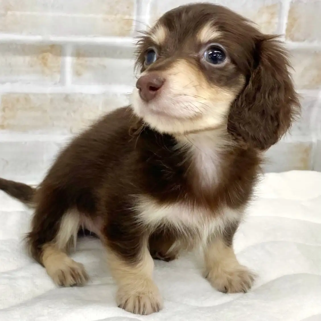 カニンヘン・ダックスフント