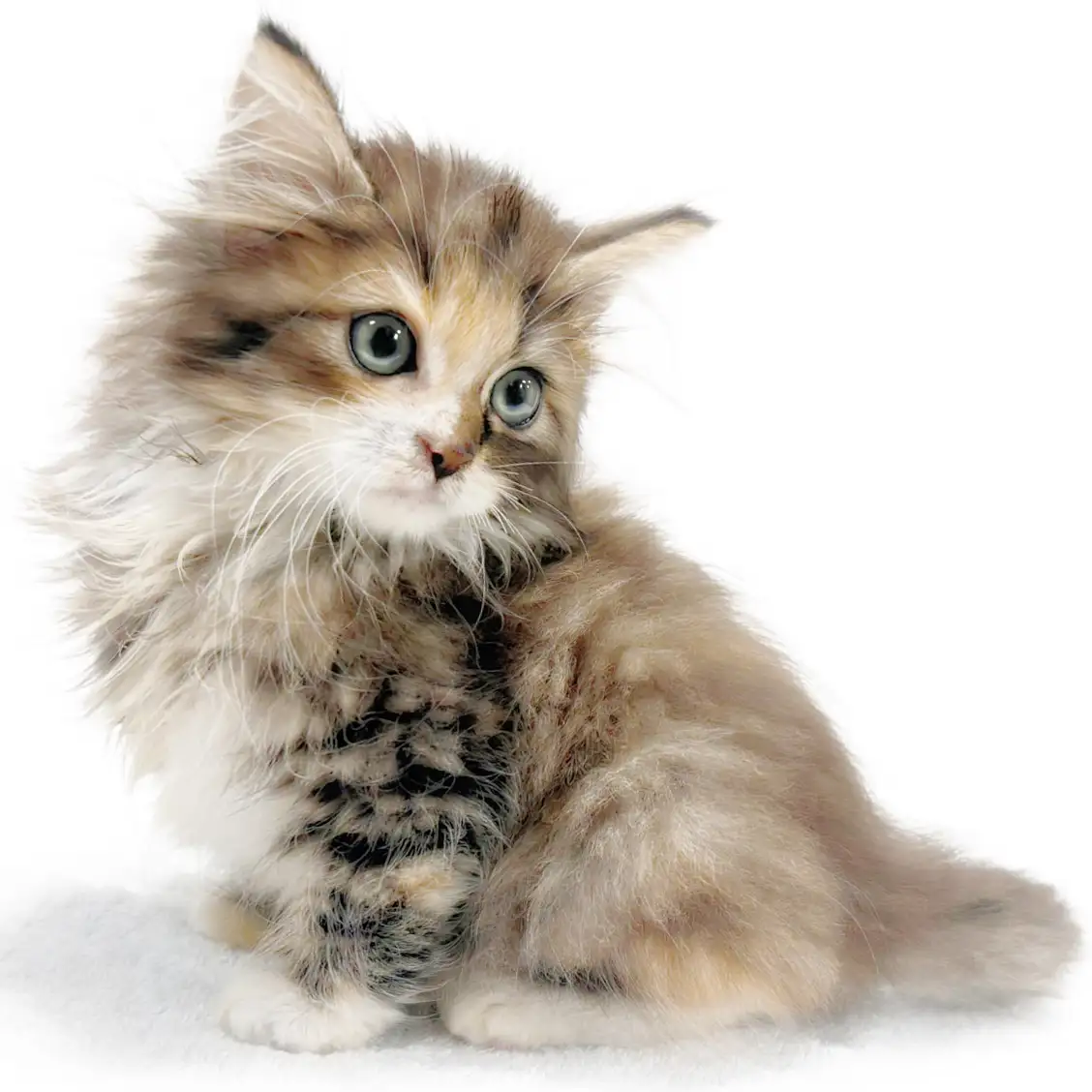 ノルウェージャンフォレストキャット