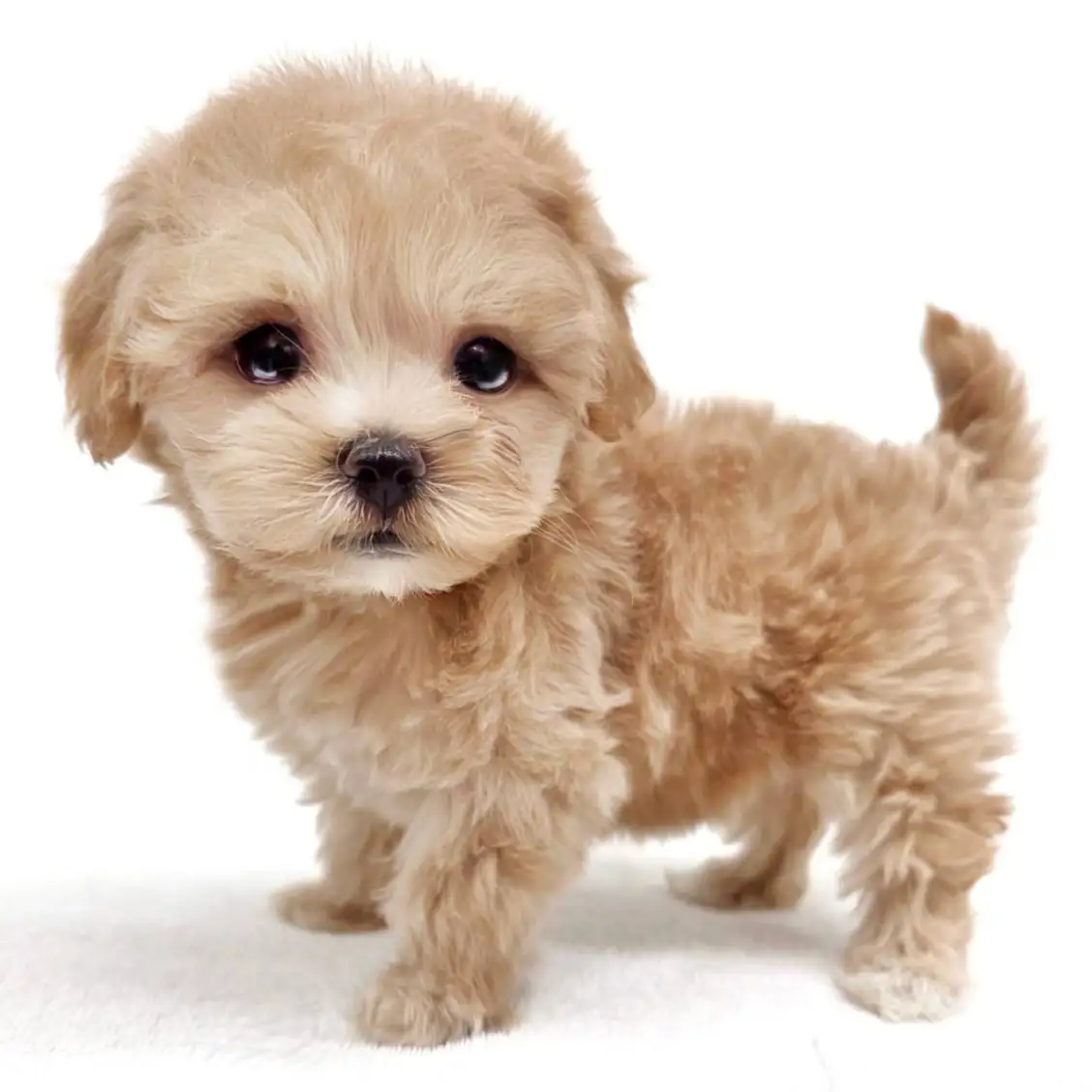 MIX（マルチーズ×トイプードル）