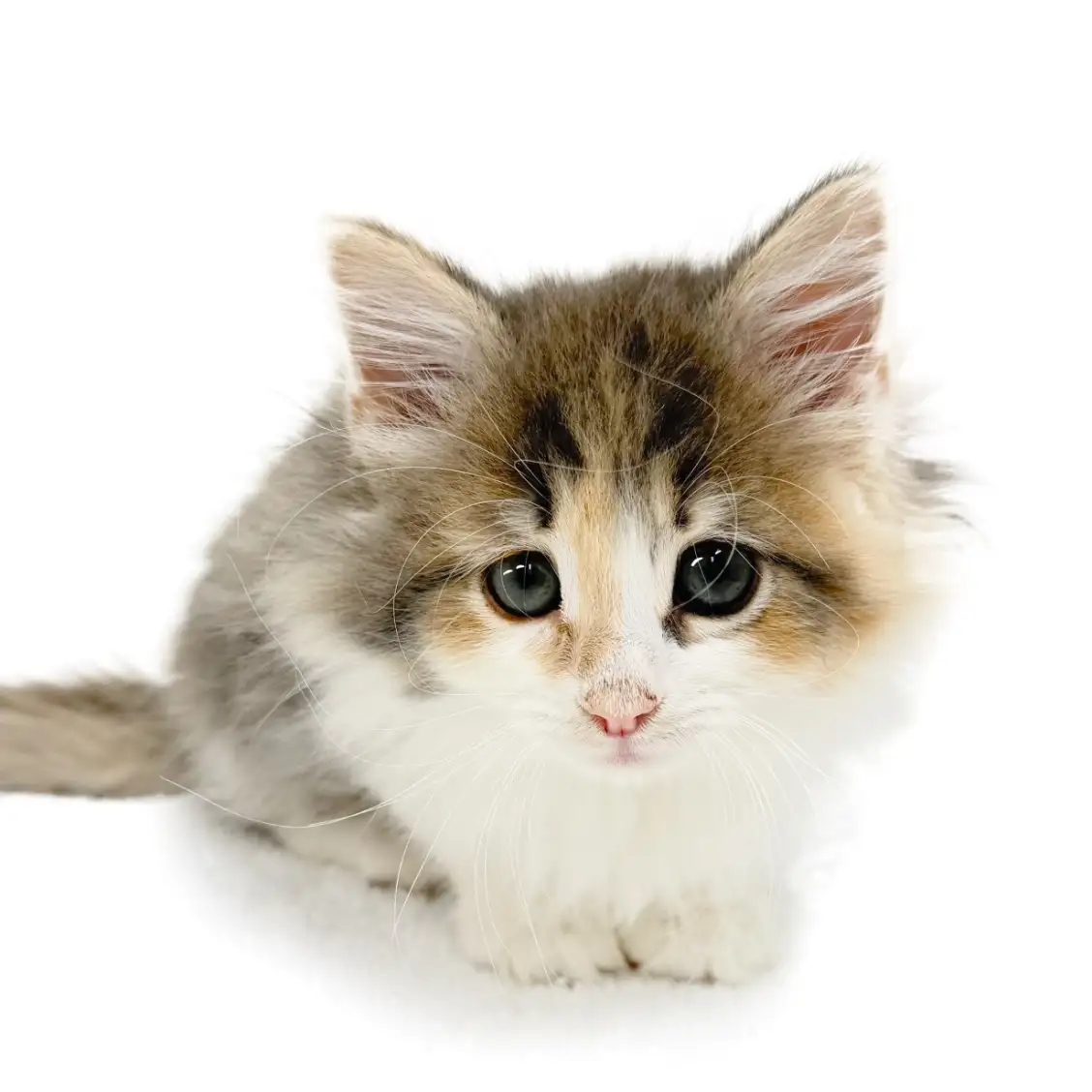 ノルウェージャンフォレストキャット