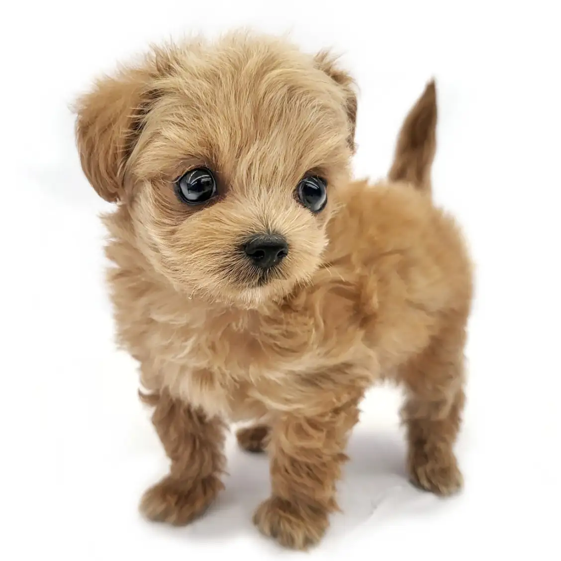 MIX（チワワ×トイプードル）