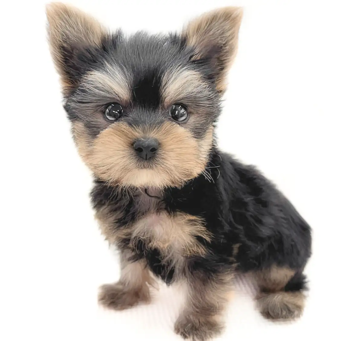 ヨークシャーテリア