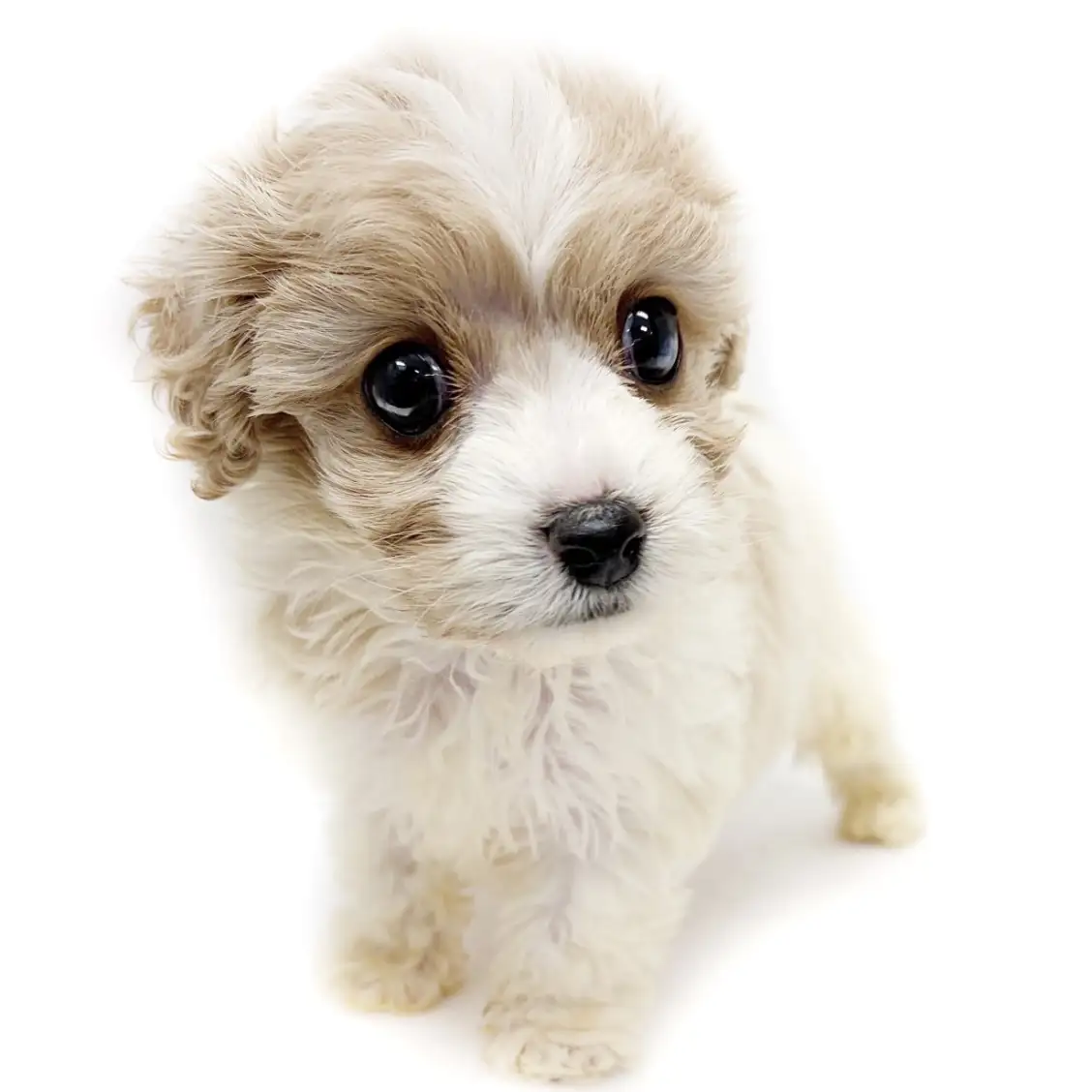 MIX（キャバリアキングチャールズスパニエル×ビションフリーゼ）