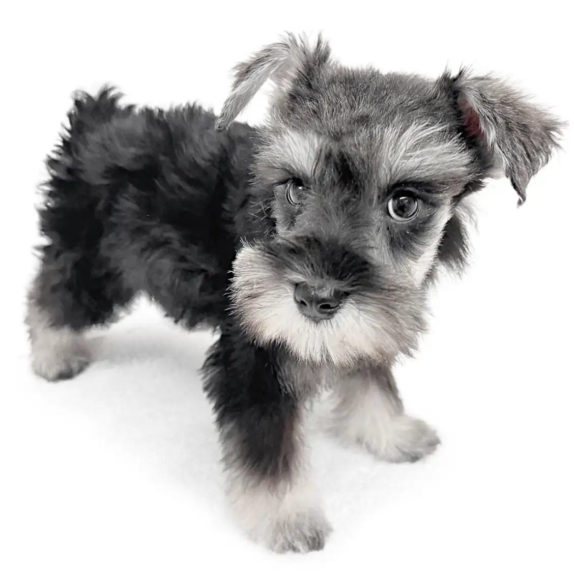 ミニチュア・シュナウザー