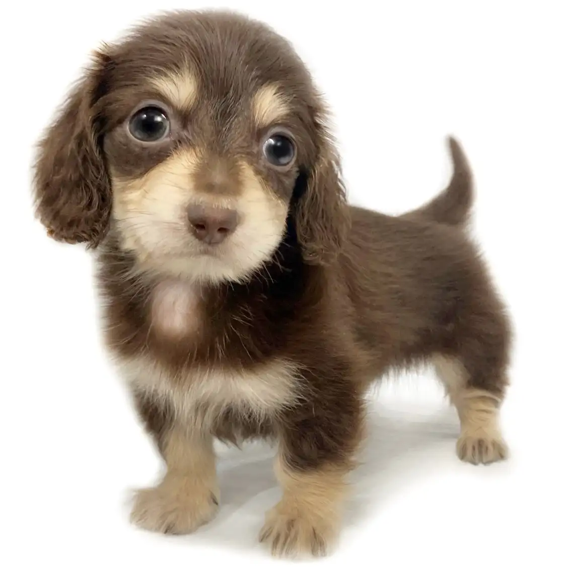 カニンヘン・ダックスフント