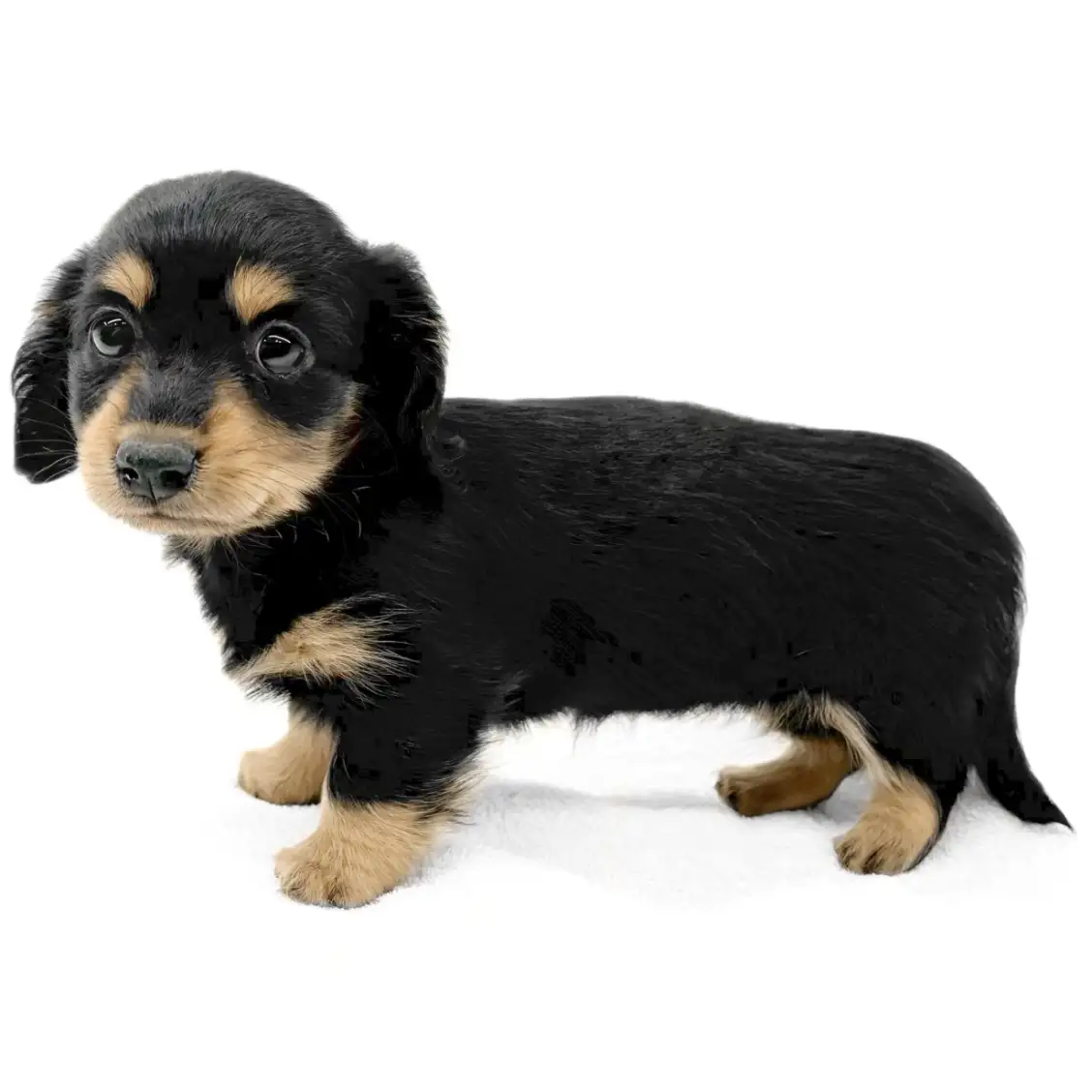 ミニチュア・ダックスフント