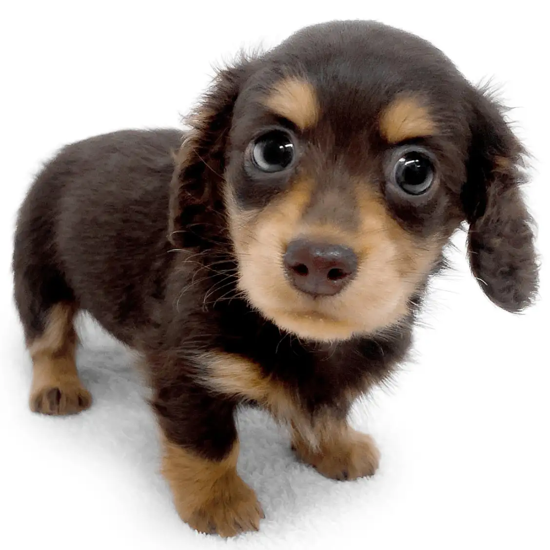 ミニチュア・ダックスフント