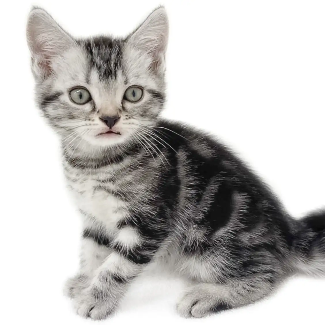 アメリカンショートヘア