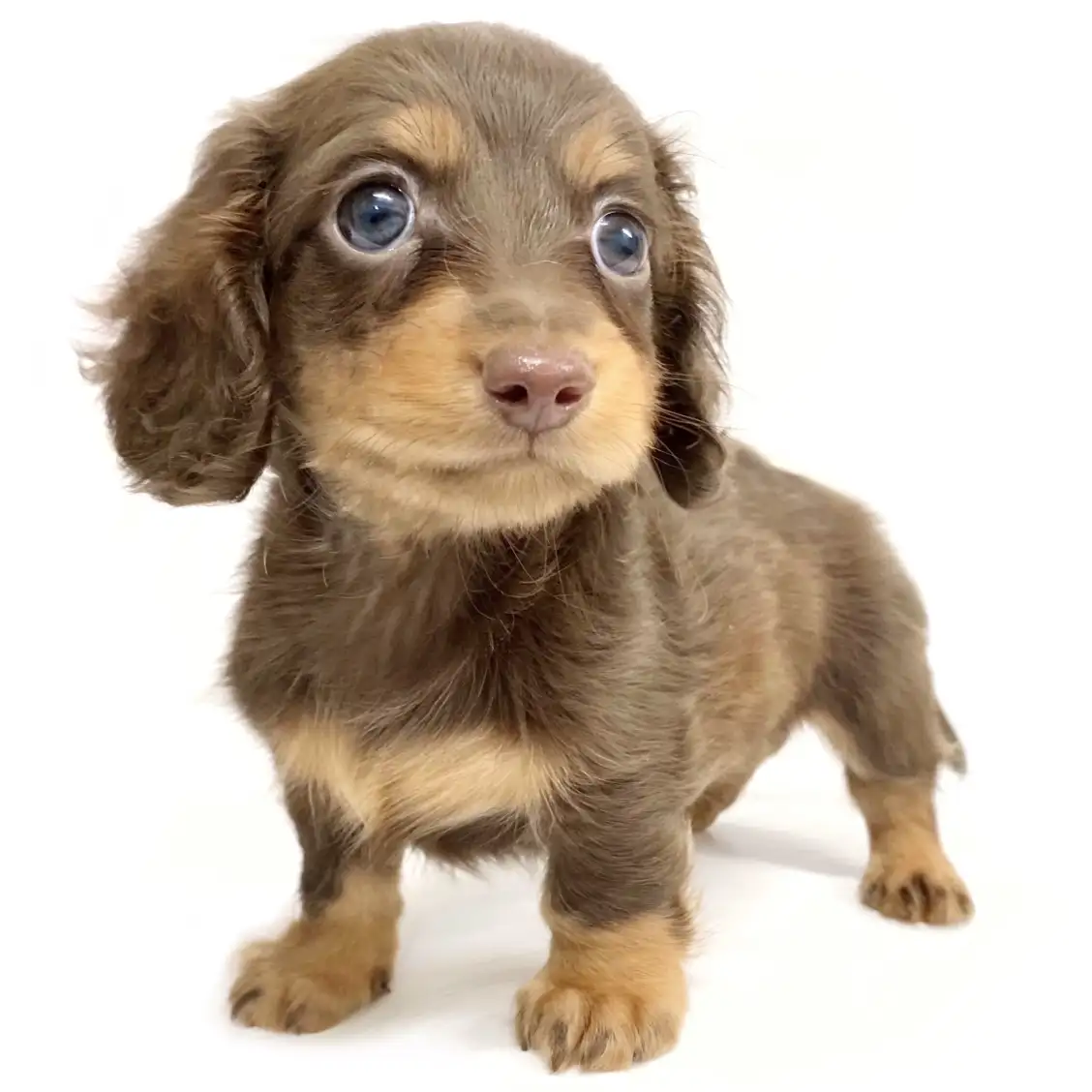 ミニチュア・ダックスフント