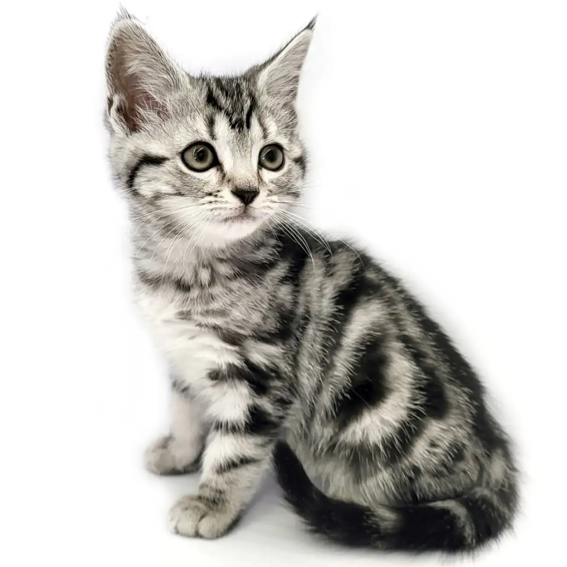 アメリカンショートヘア